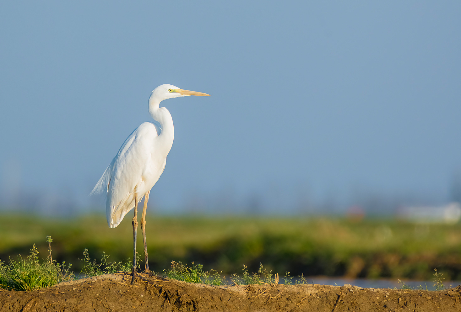 Airone bianco maggiore