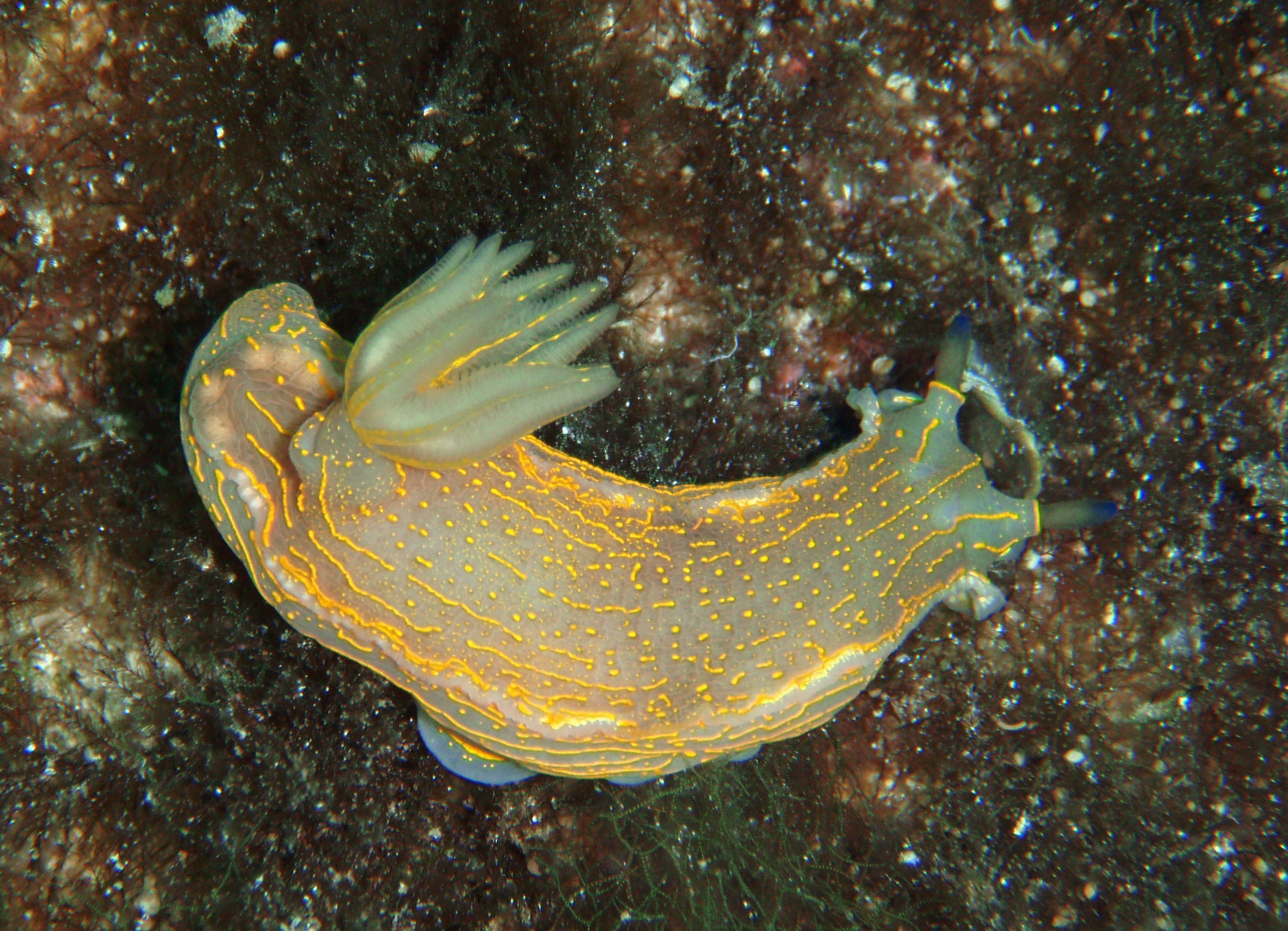 Nudibranco
