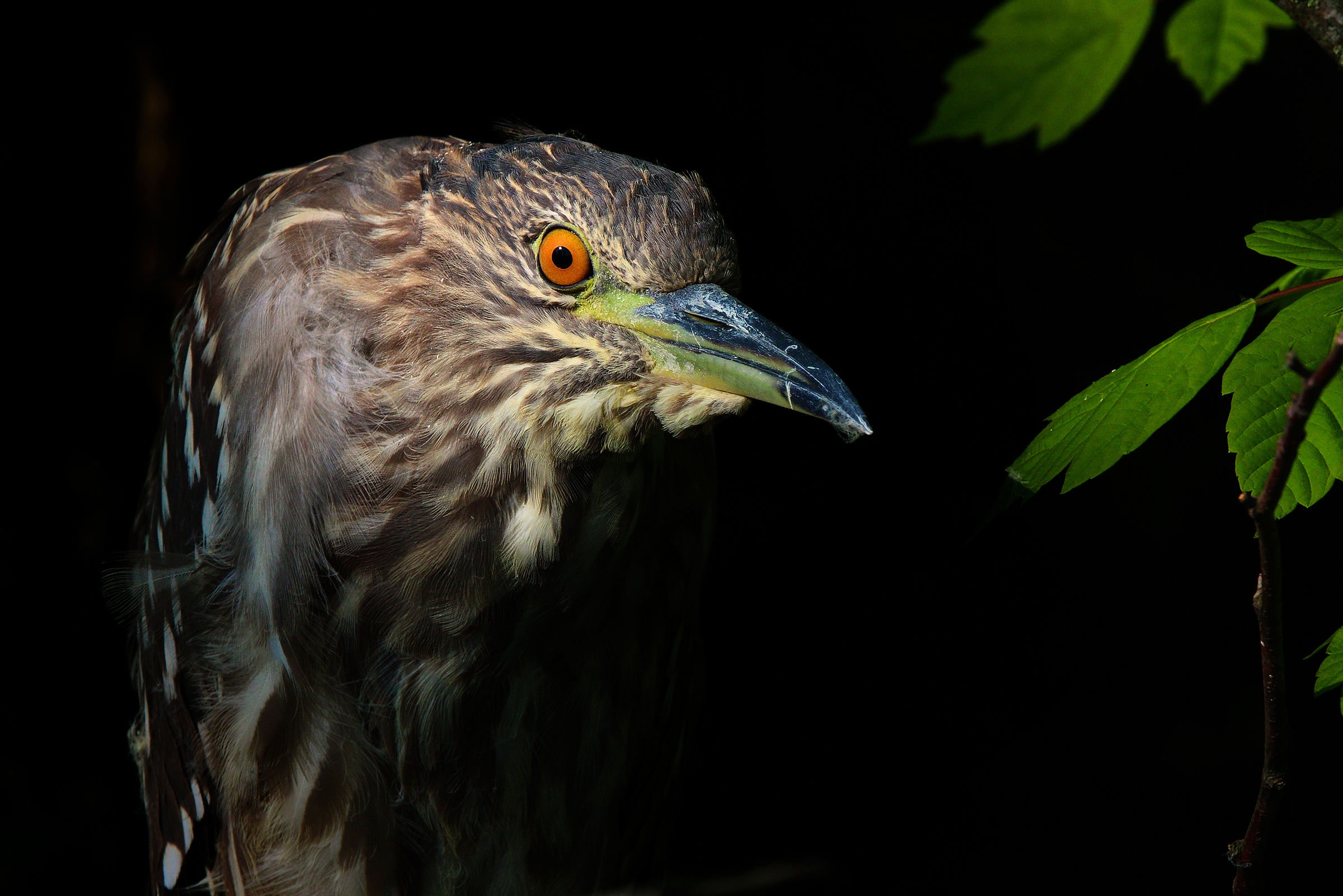 Young night herons in the gloom