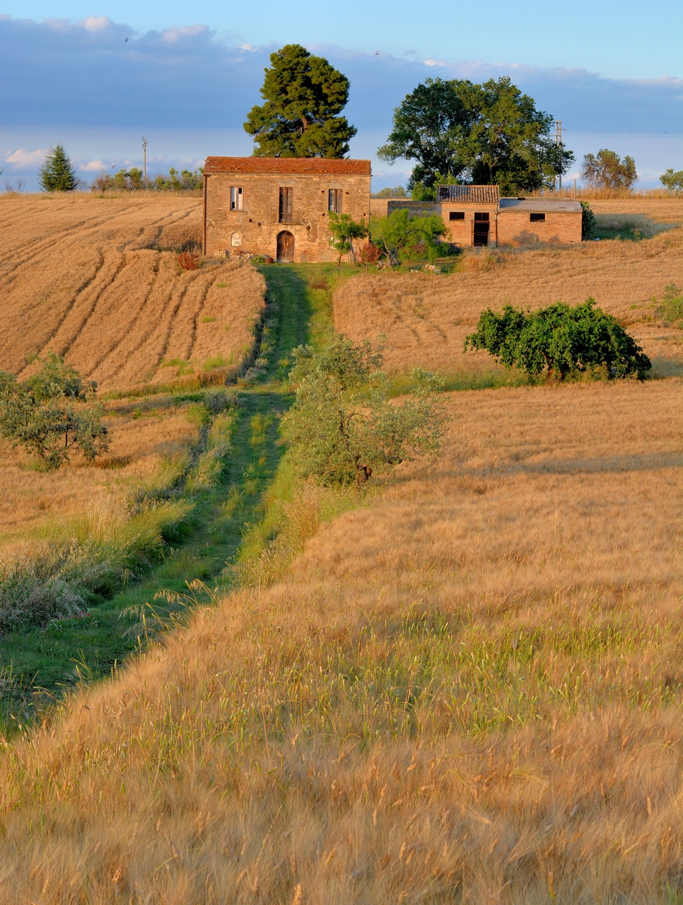 Wheat at Sunset