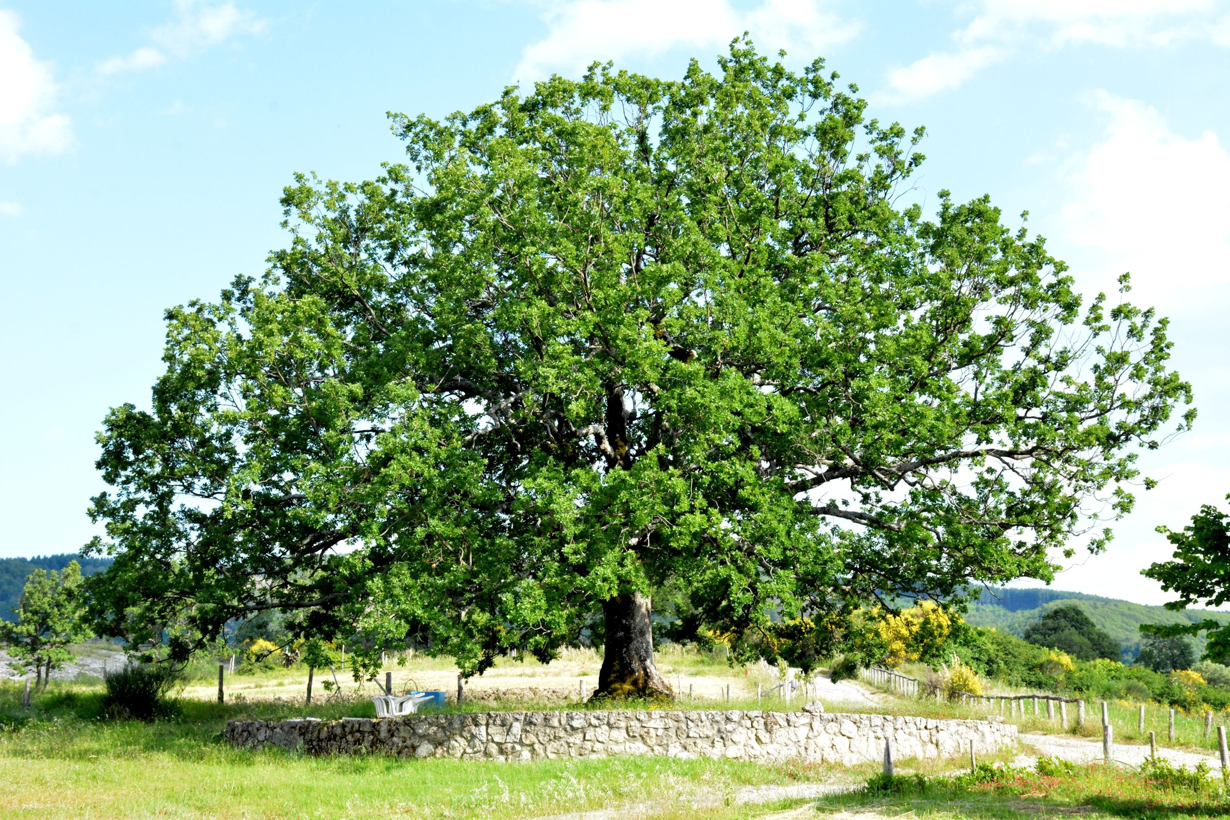 Quercia