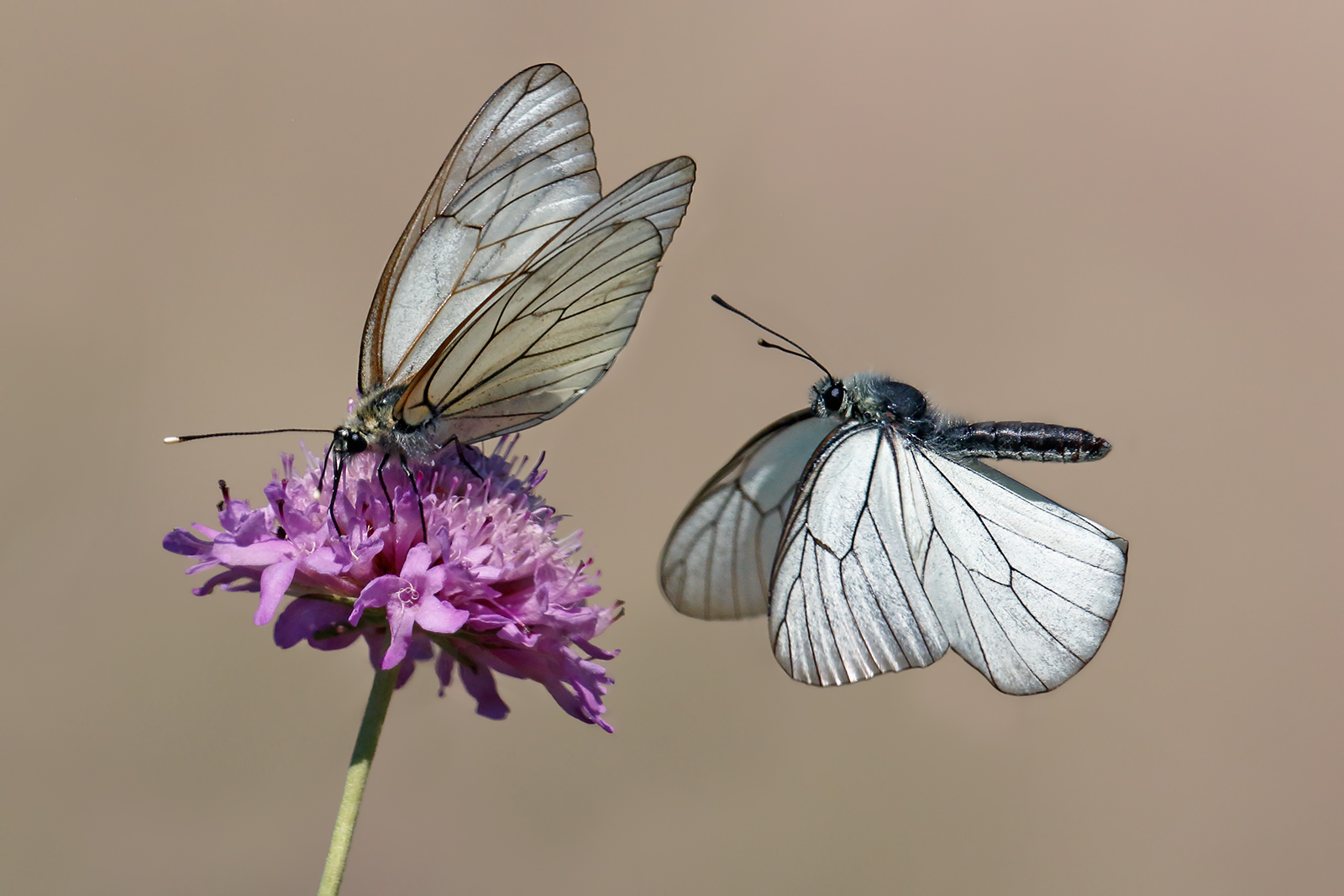 A couple in love - Aporia Crataegi in flight