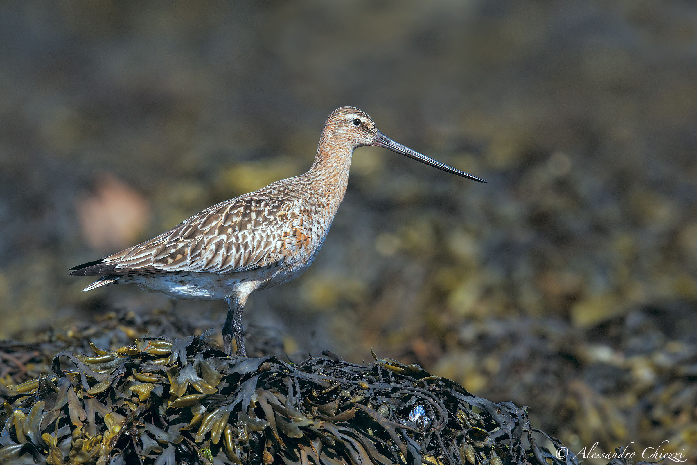 Bar-tailed Godwit