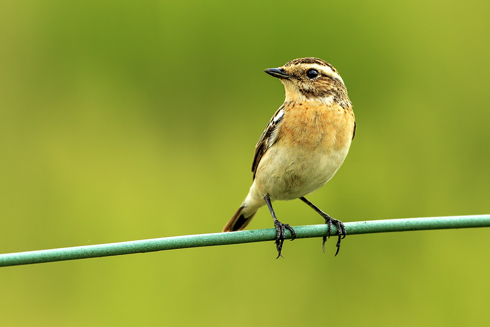 Whinchat female