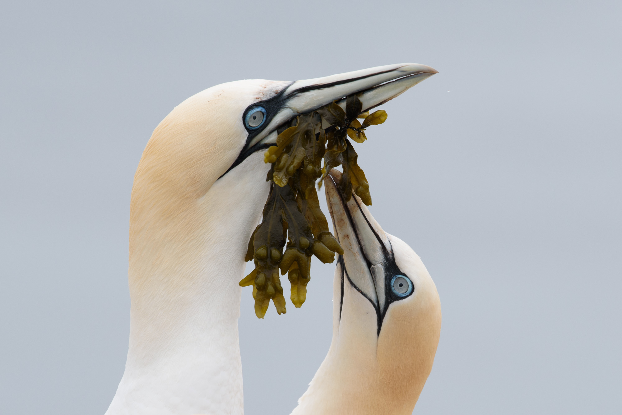 Welcome to the gannet