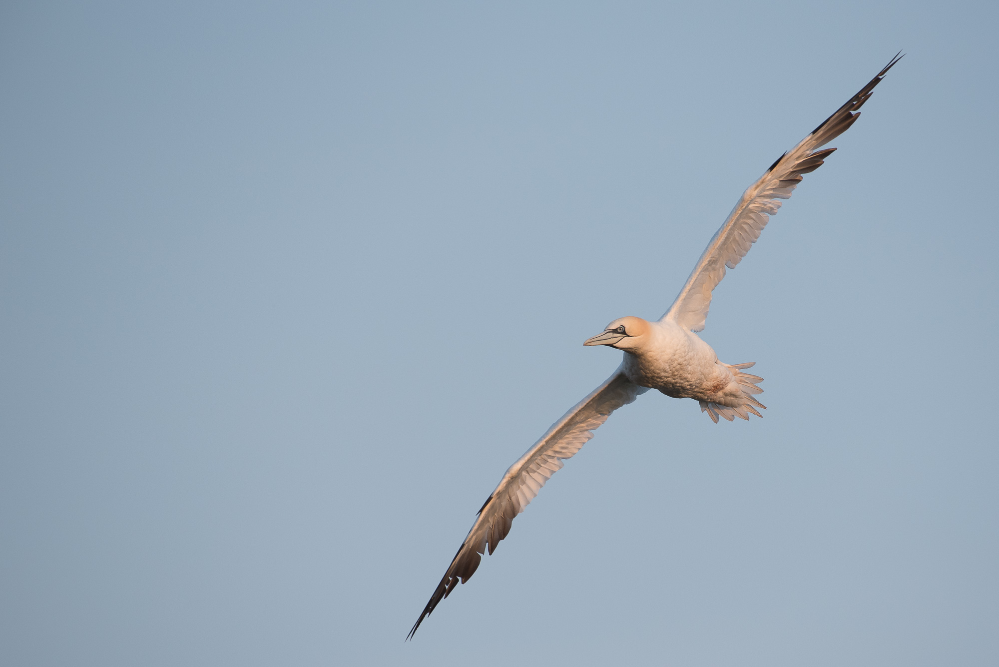Gannet in flight