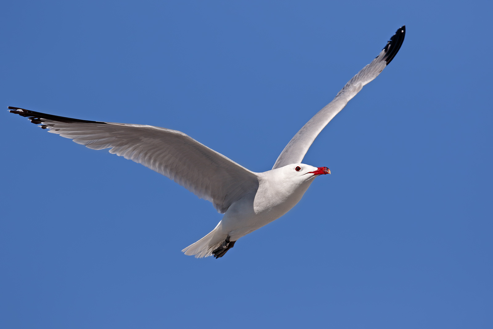 Nato per volare - Gabbiano corso