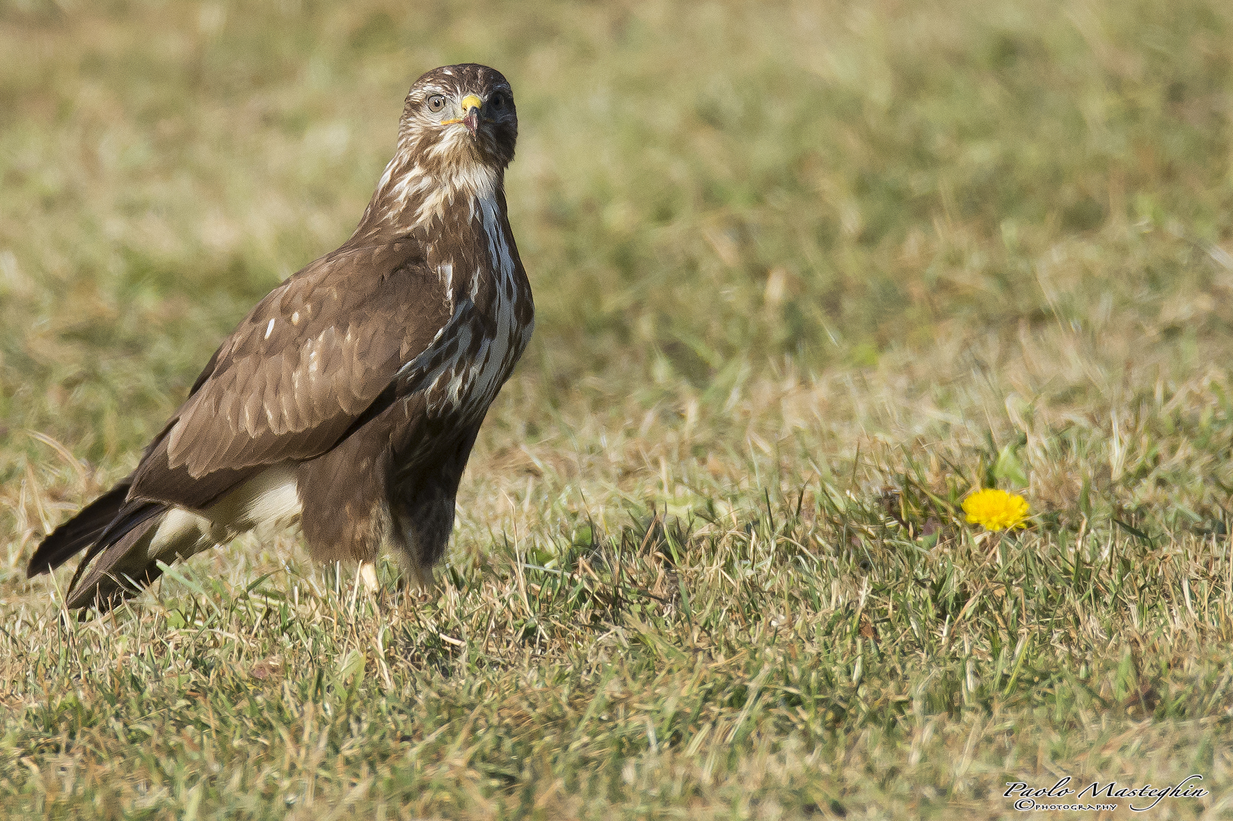 La poiana e il fiore...