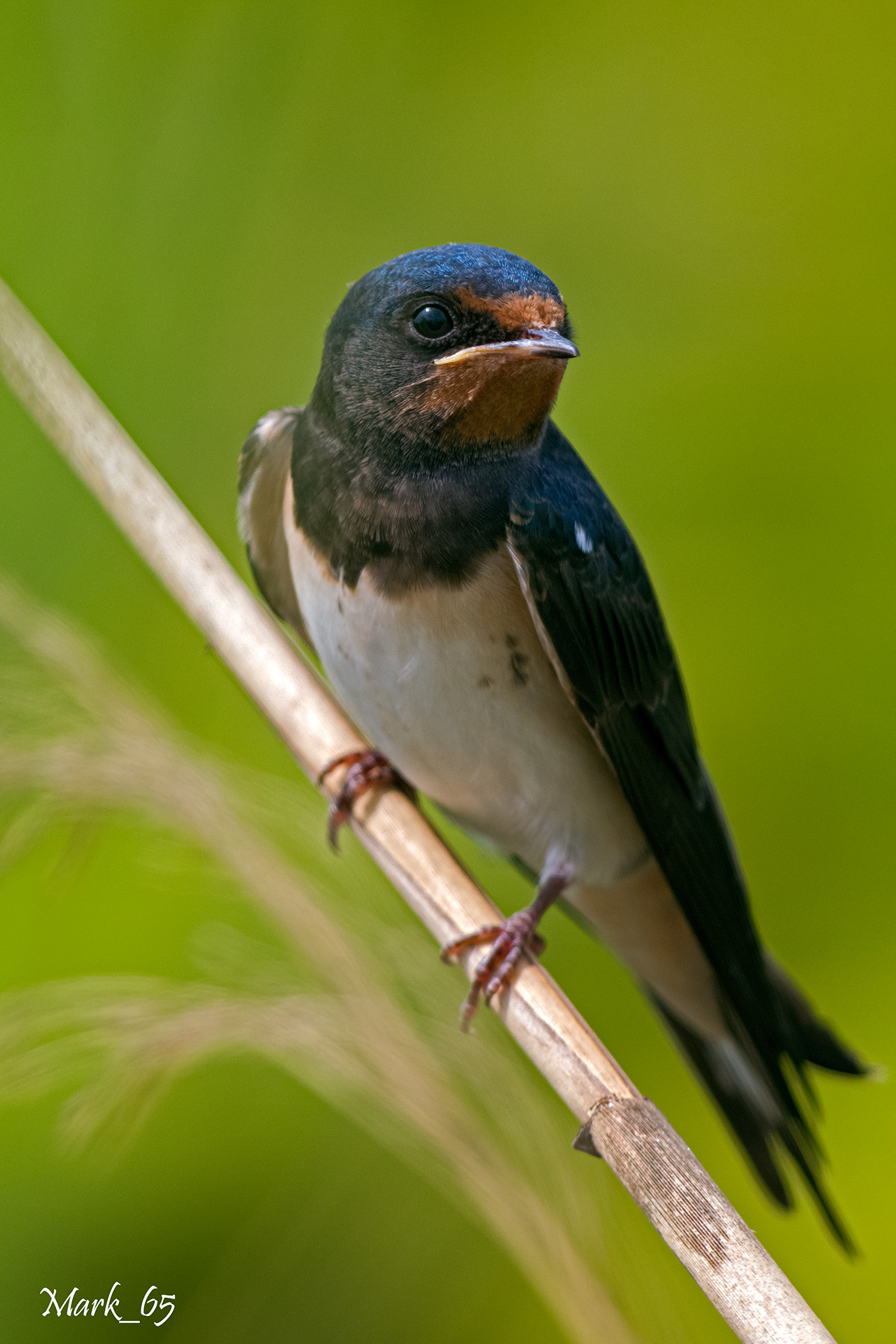 swallow