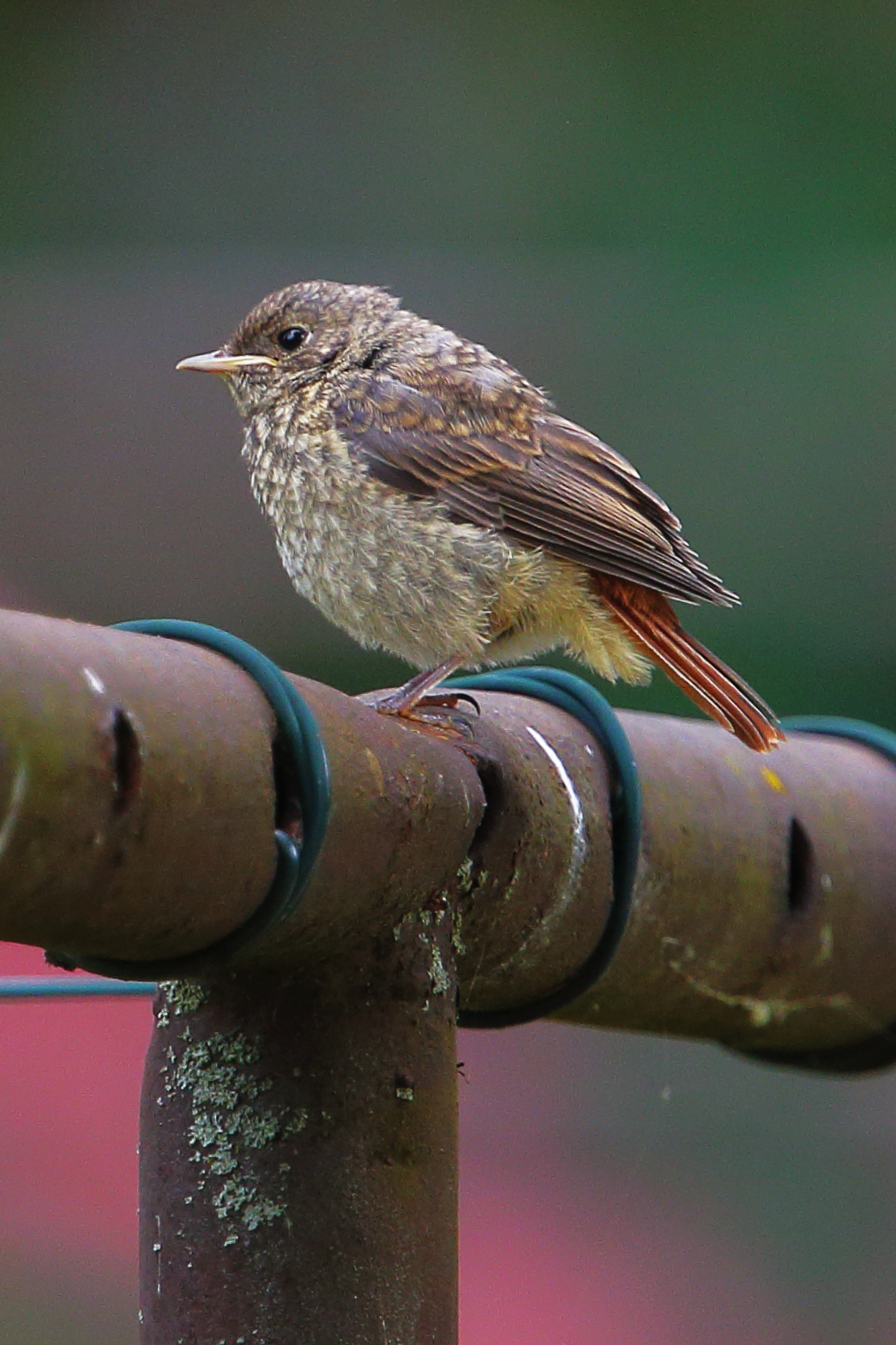 Piccolo di codarossa