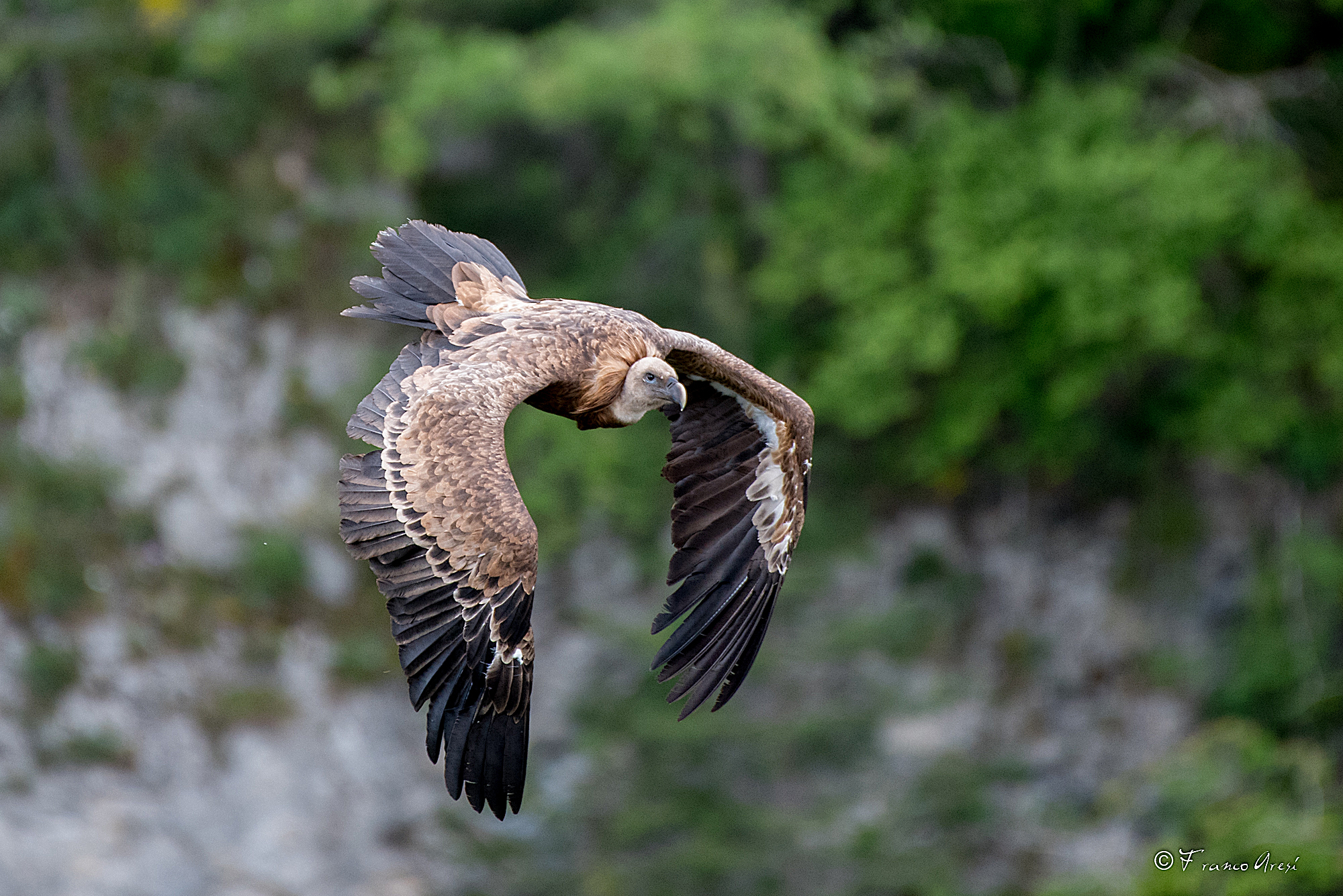 Grifone (Gyps fulvus)