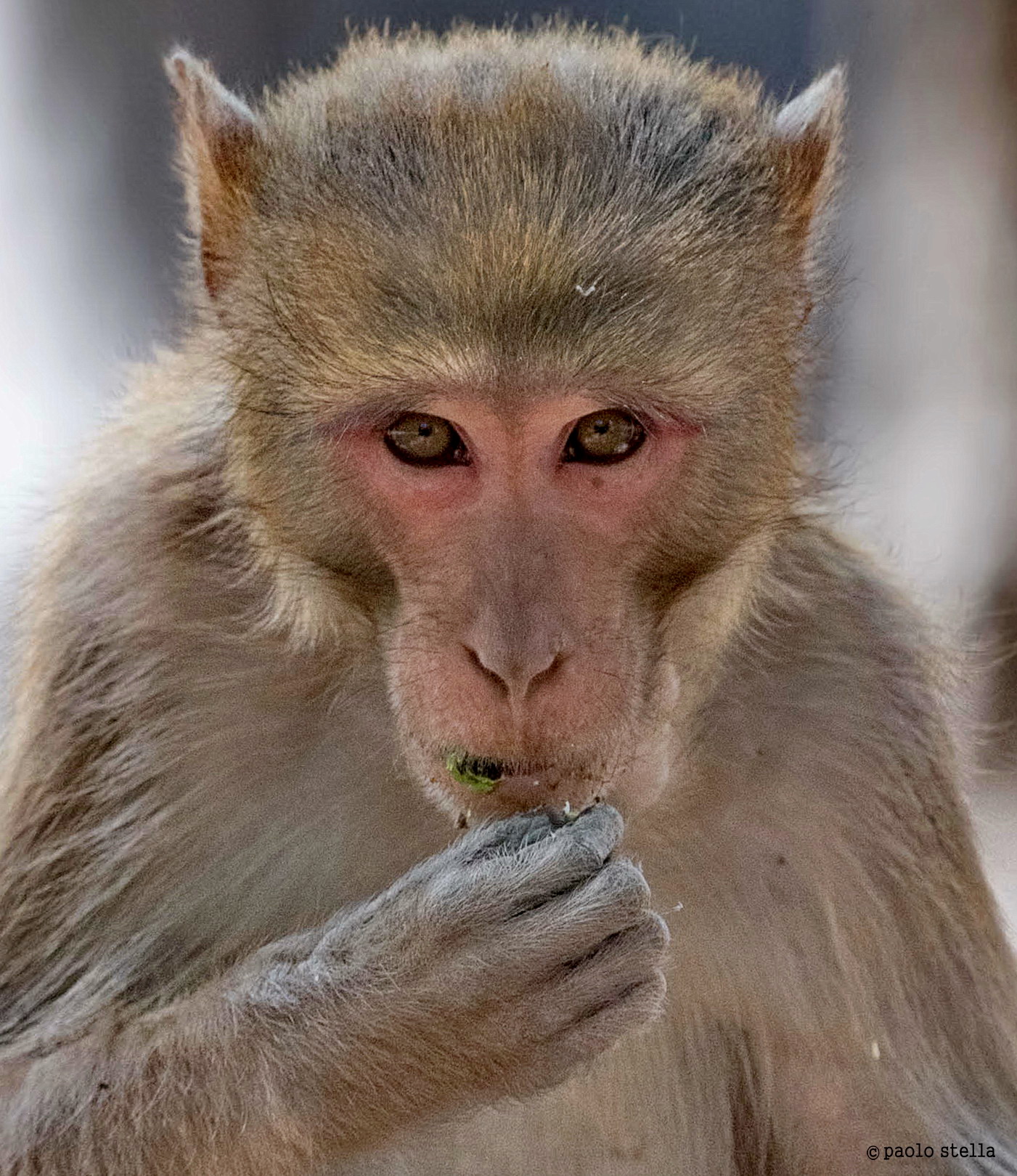 eyes - Macacus rhesus