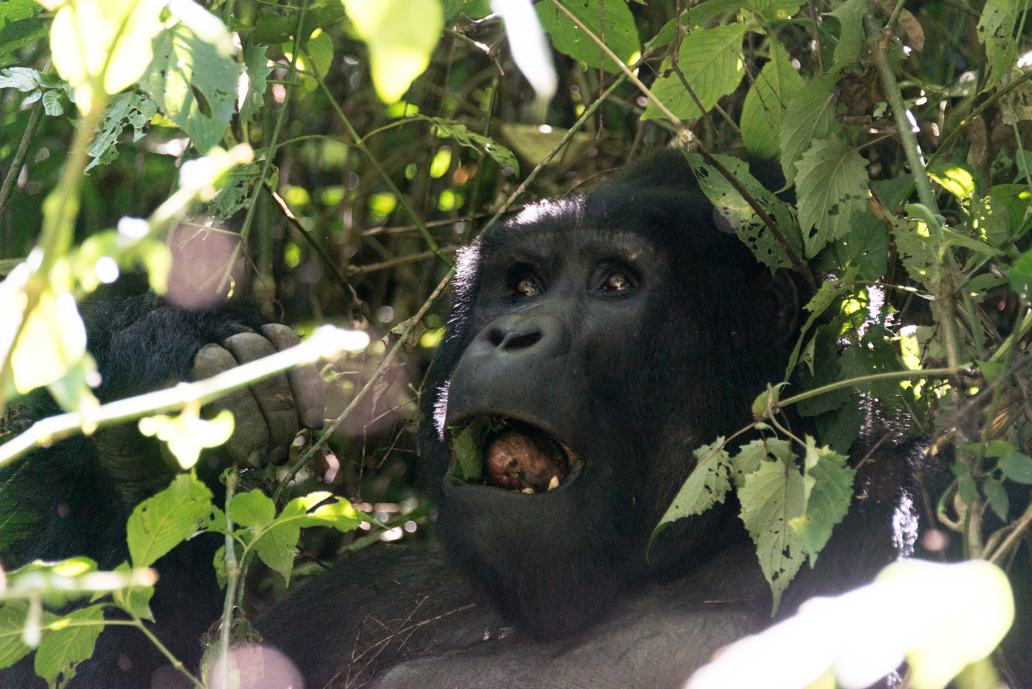Bwindi Impenetrable Forest