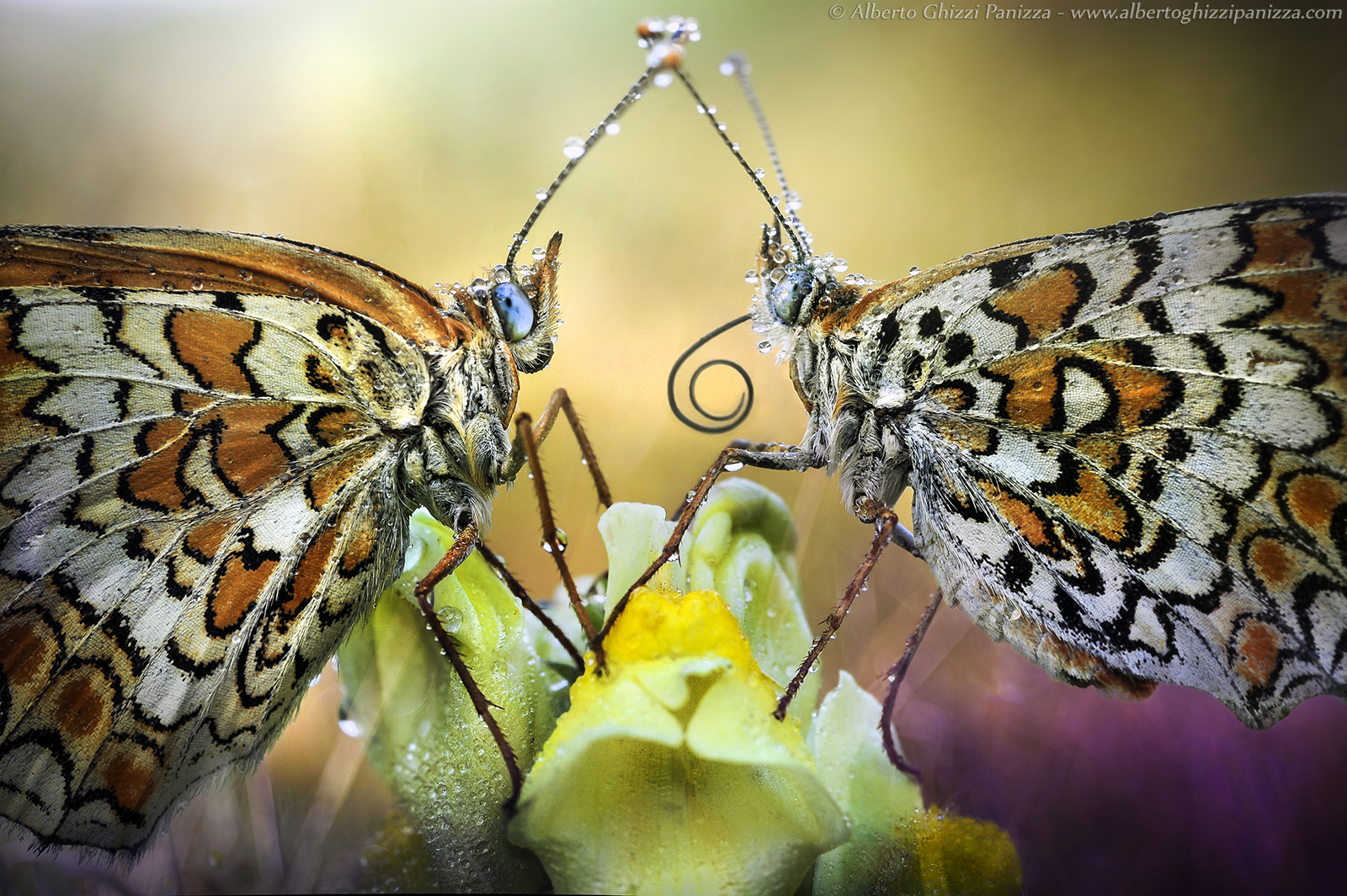 You make me your tongue?