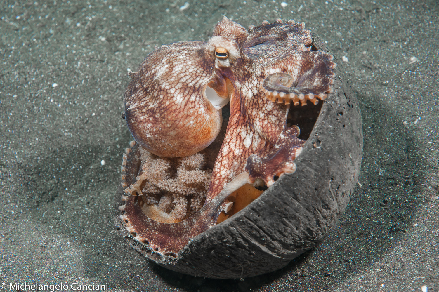 amphioctopus marginatus