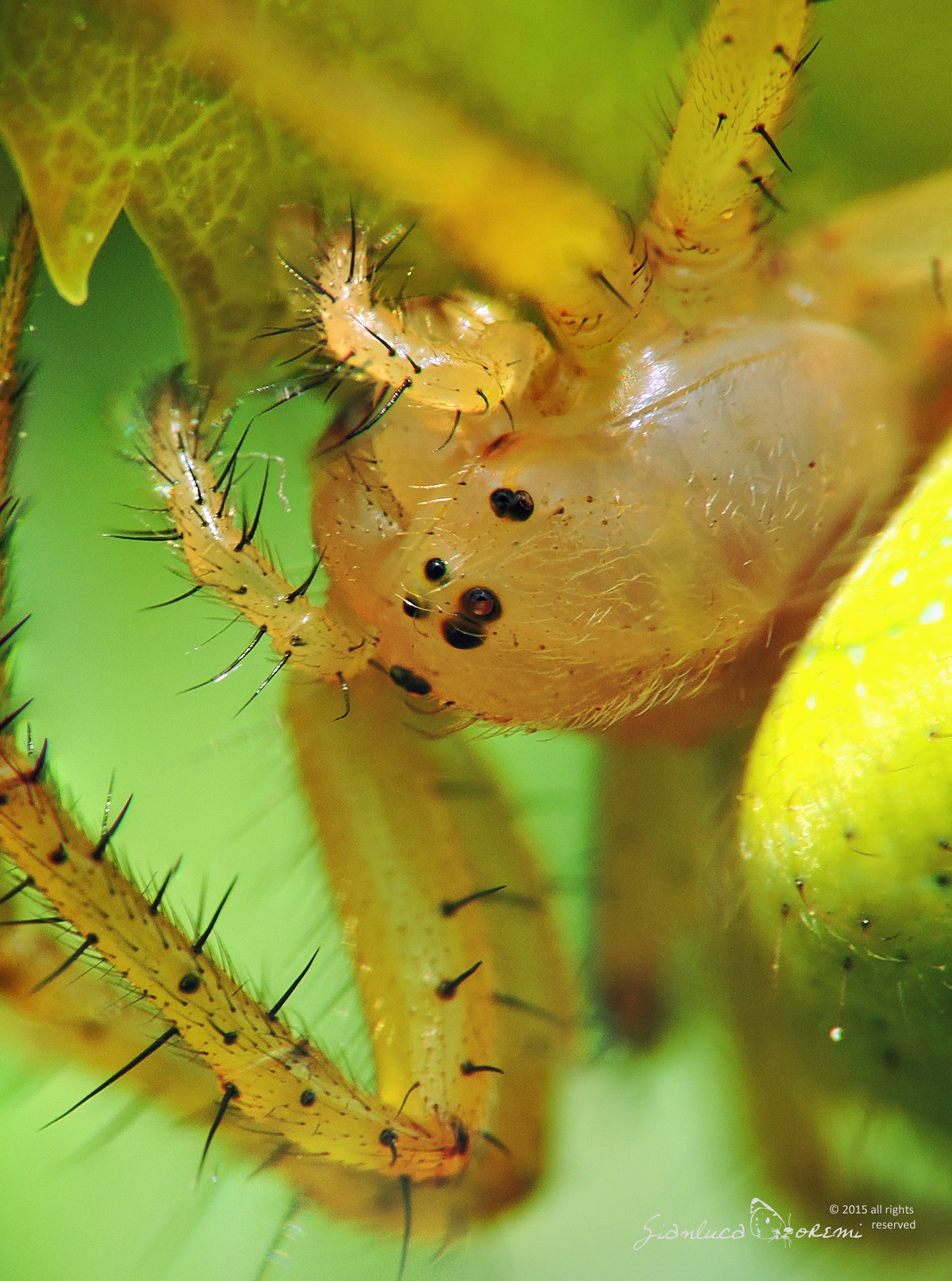 Araniella cucurbitina