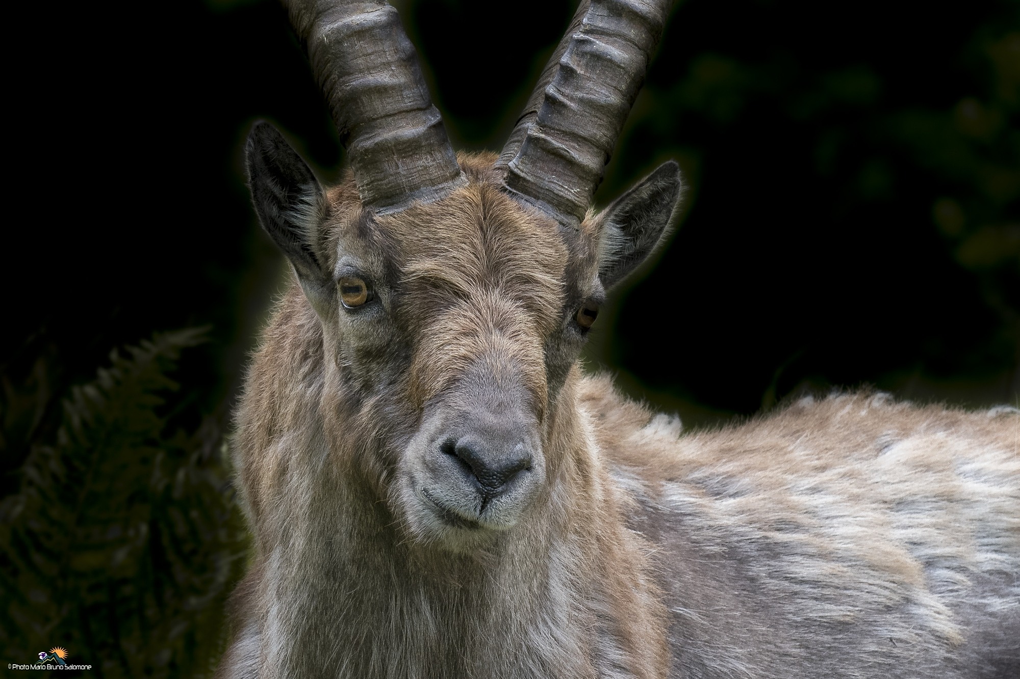 Ibex in the foreground