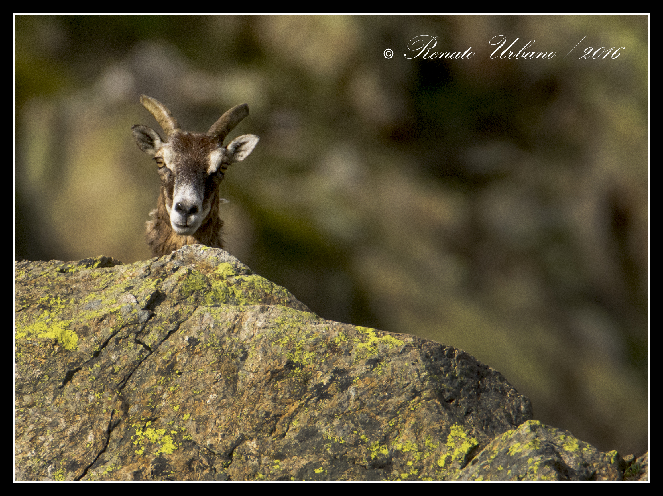 You control - mouflon