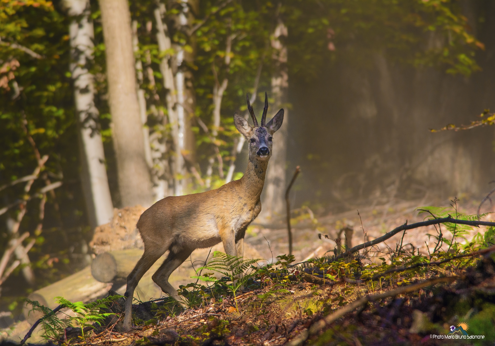 Capriolo, first sunshine in the woods.