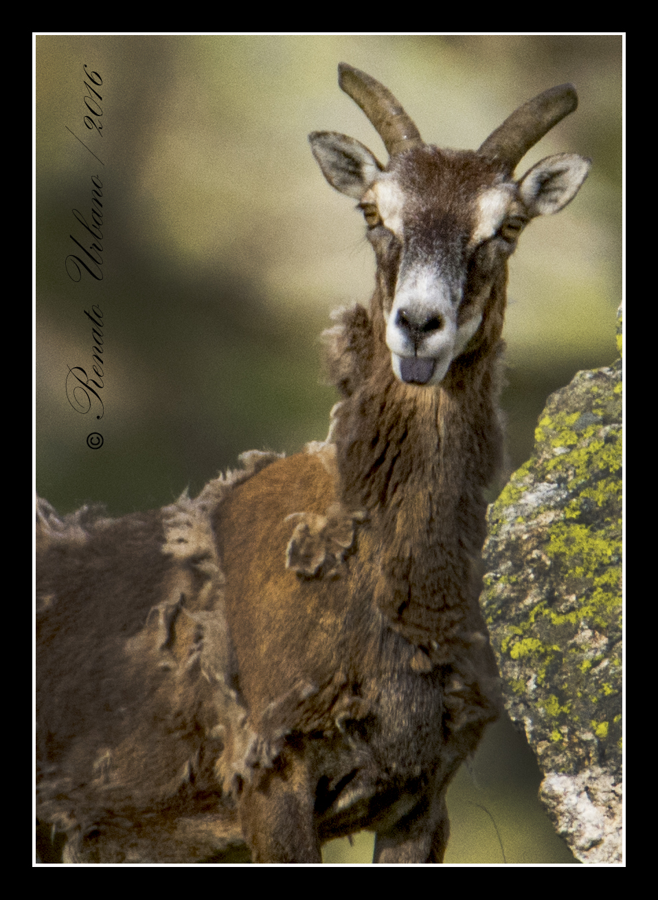 The sneer of mouflon
