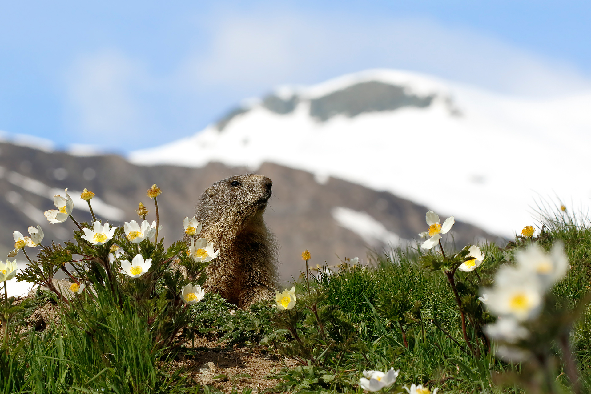 Marmot