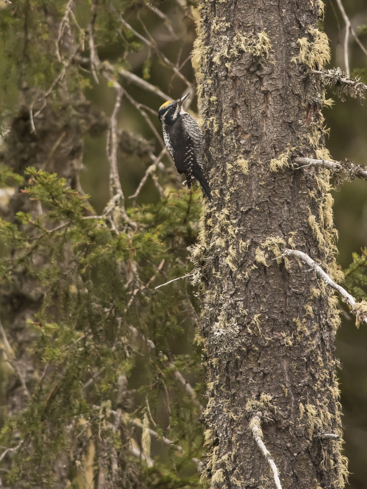 M three-toed woodpecker.