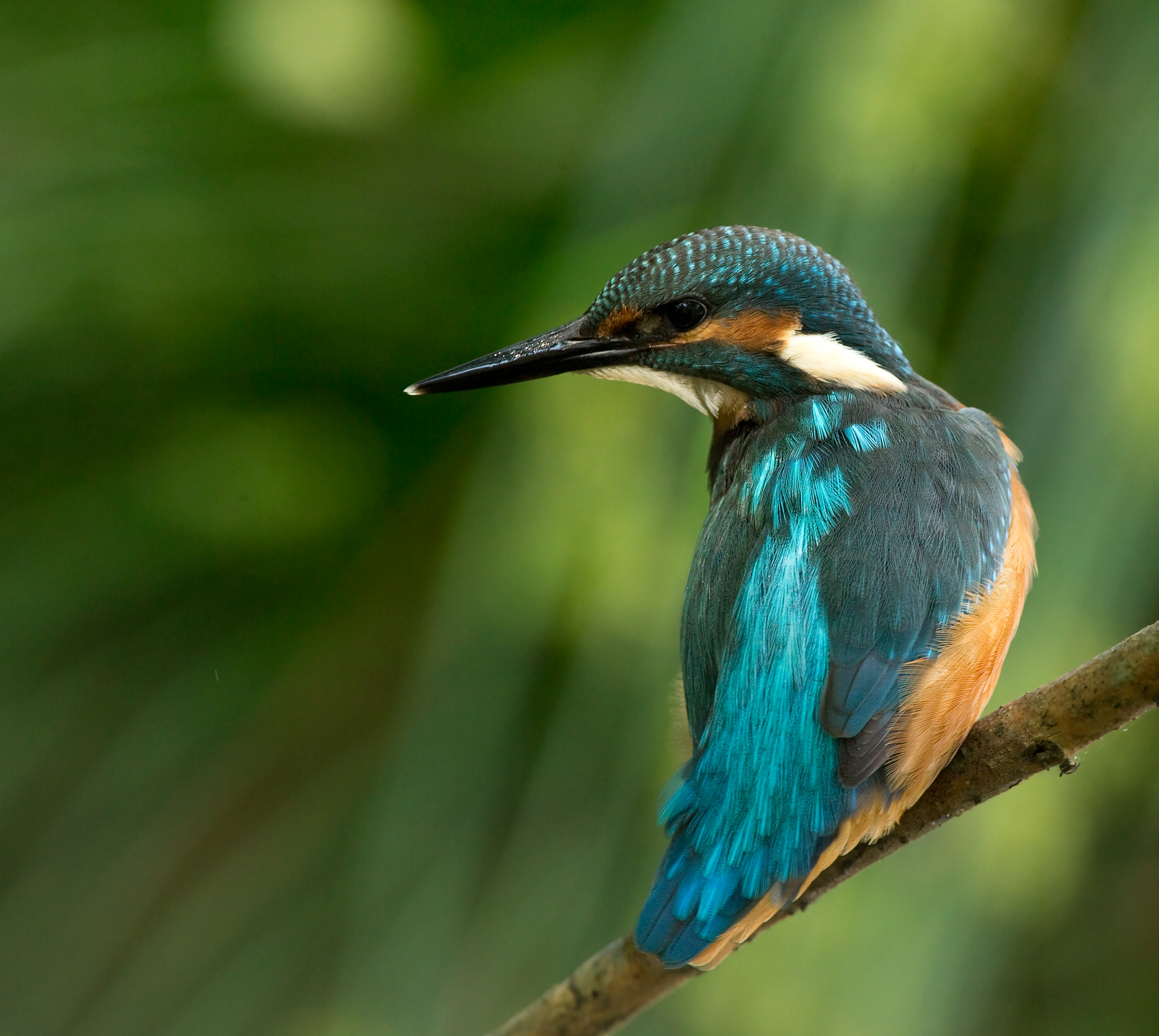 kingfisher