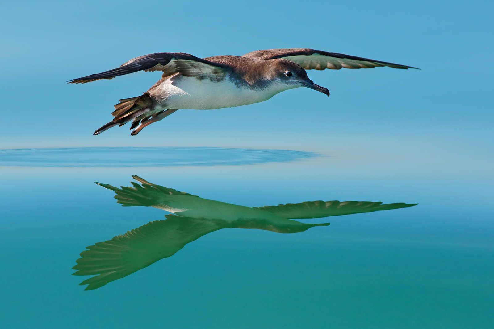 Shearwater minor and its reflection