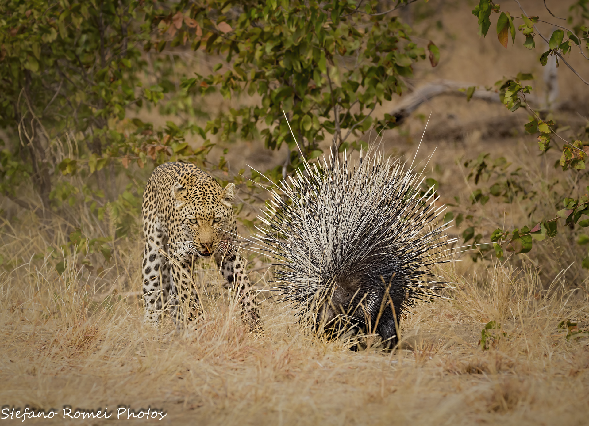 in lotta per la vita