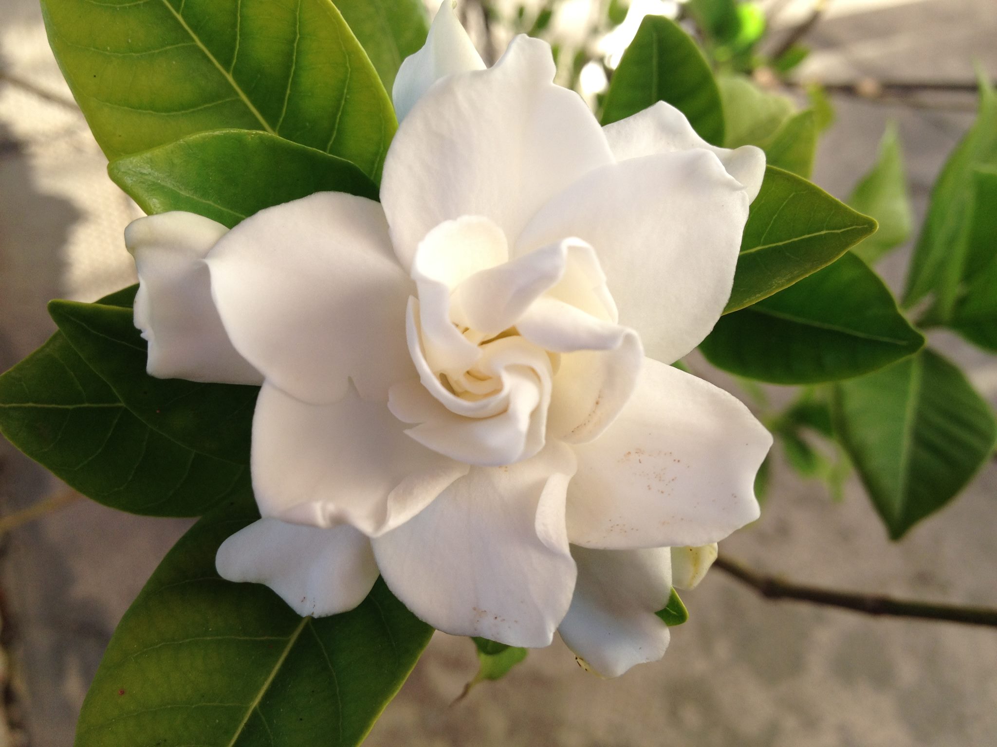 gardenia