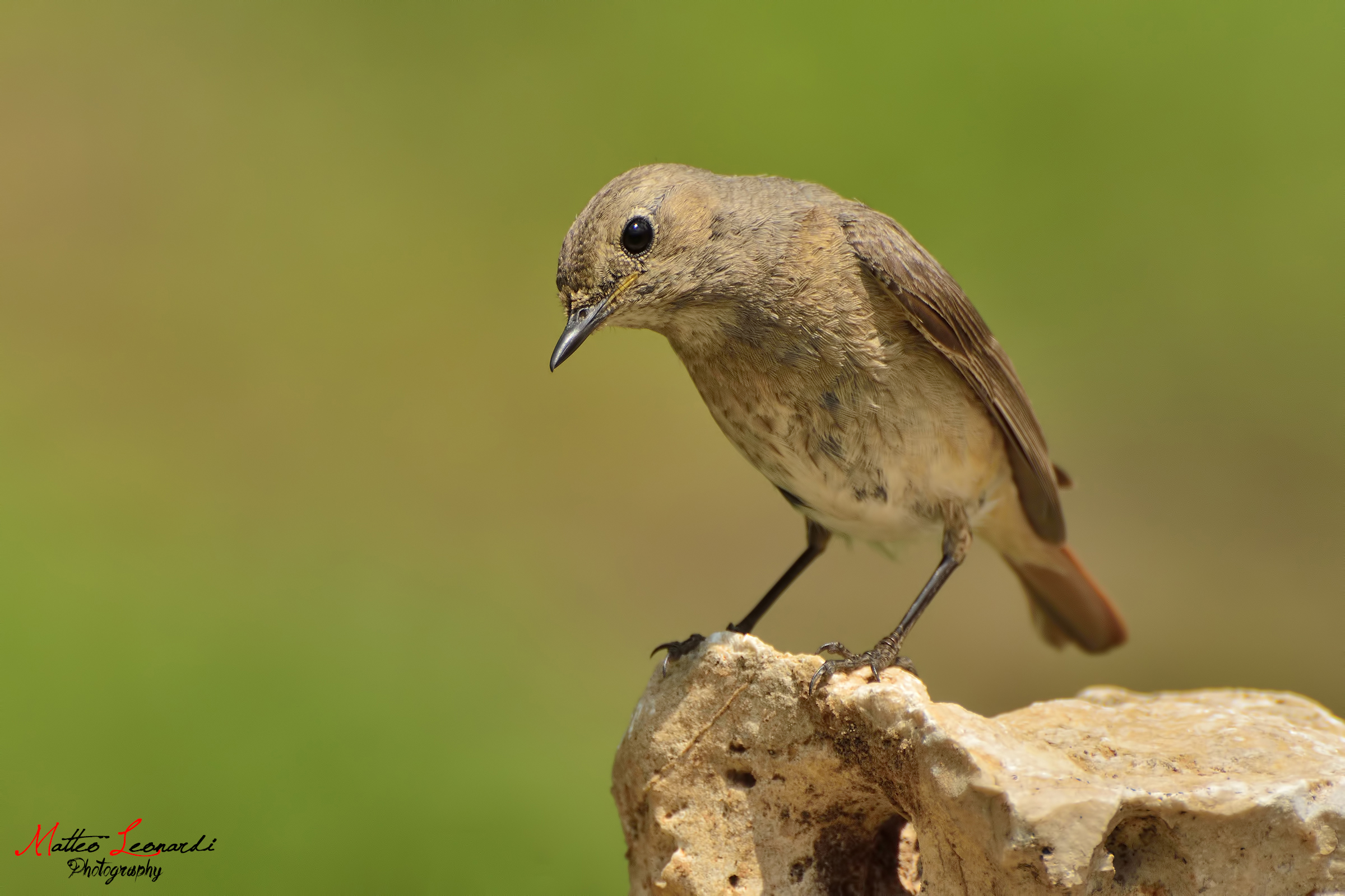 Female redstart