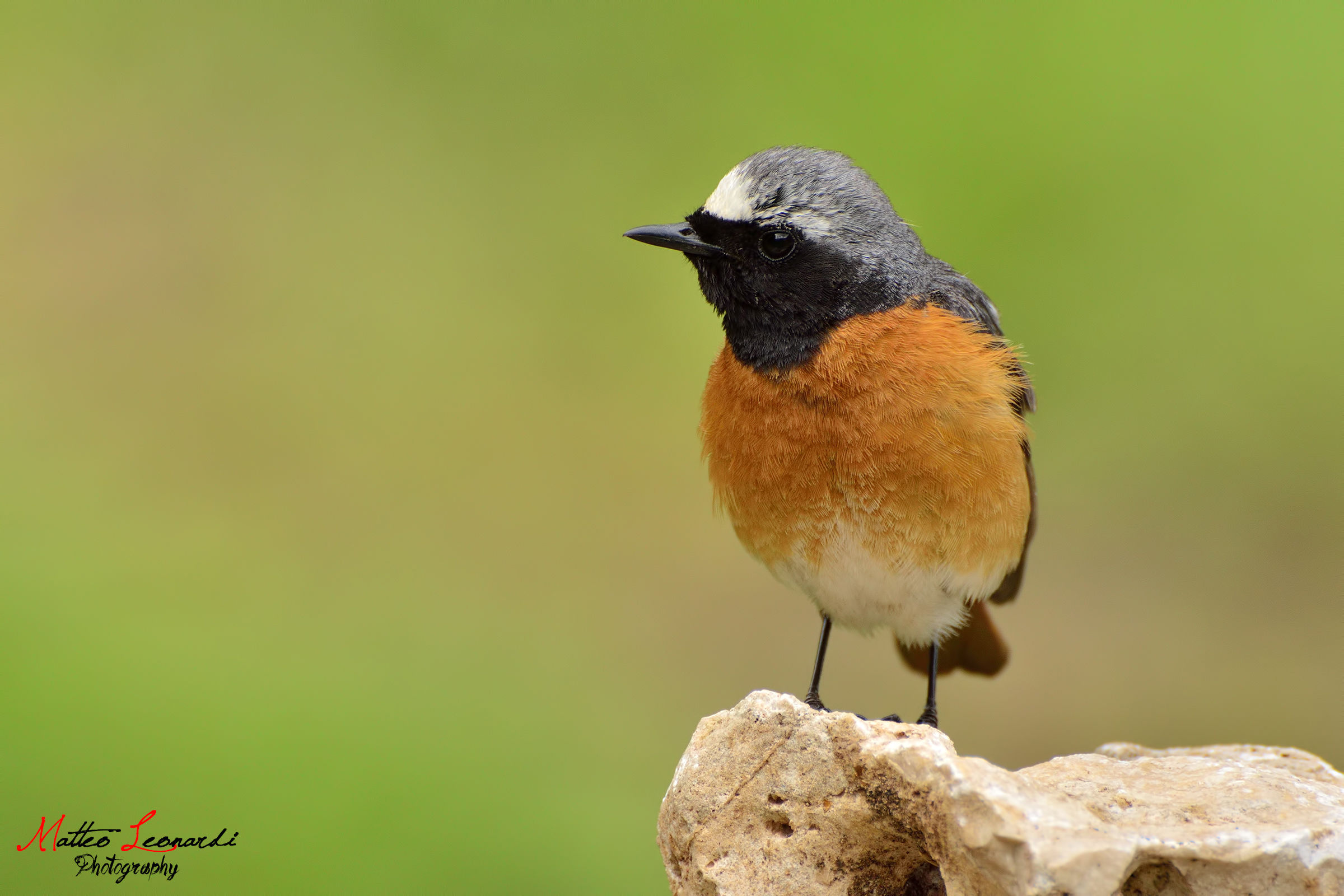 Male redstart