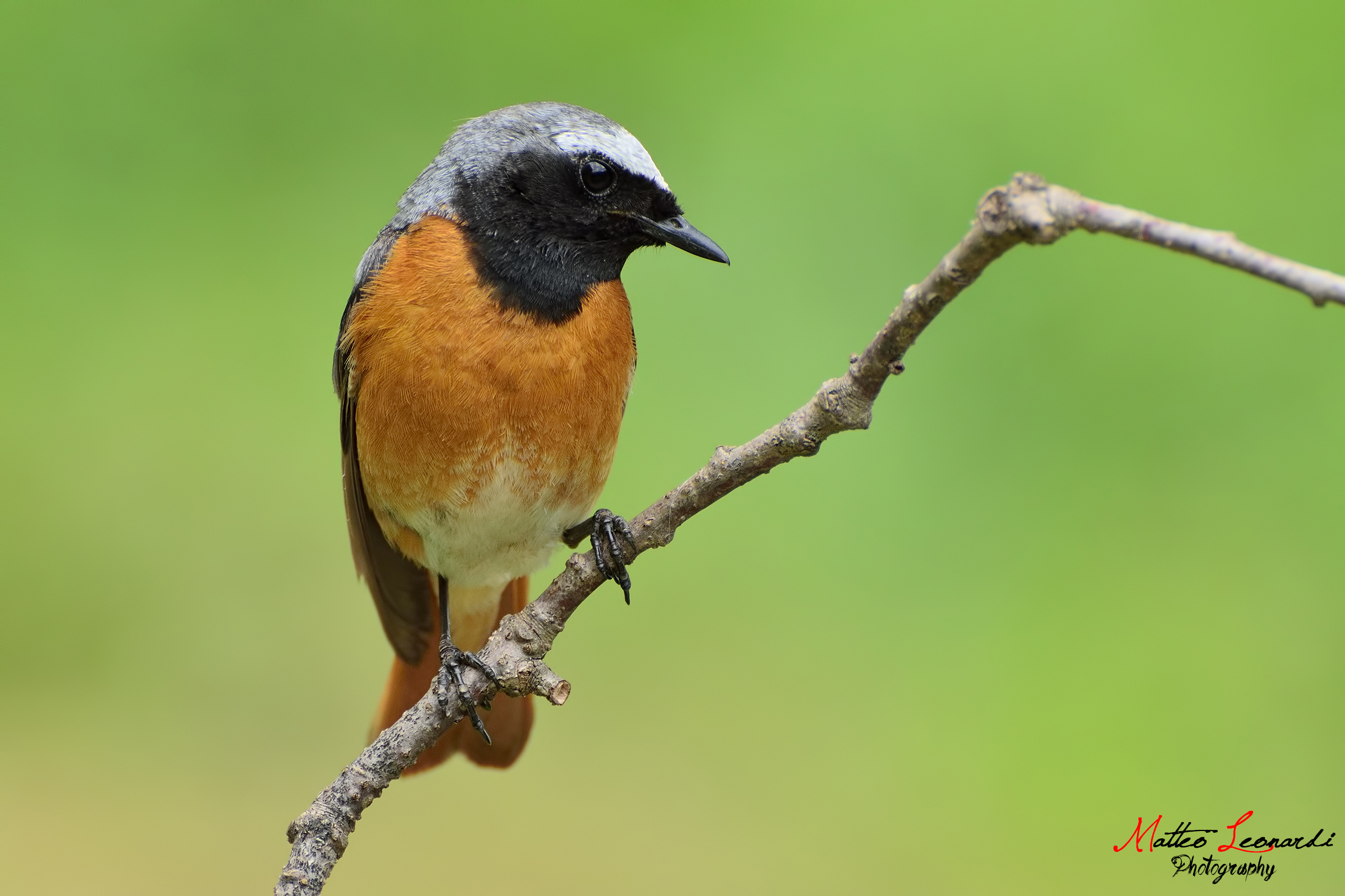 Redstart in the green