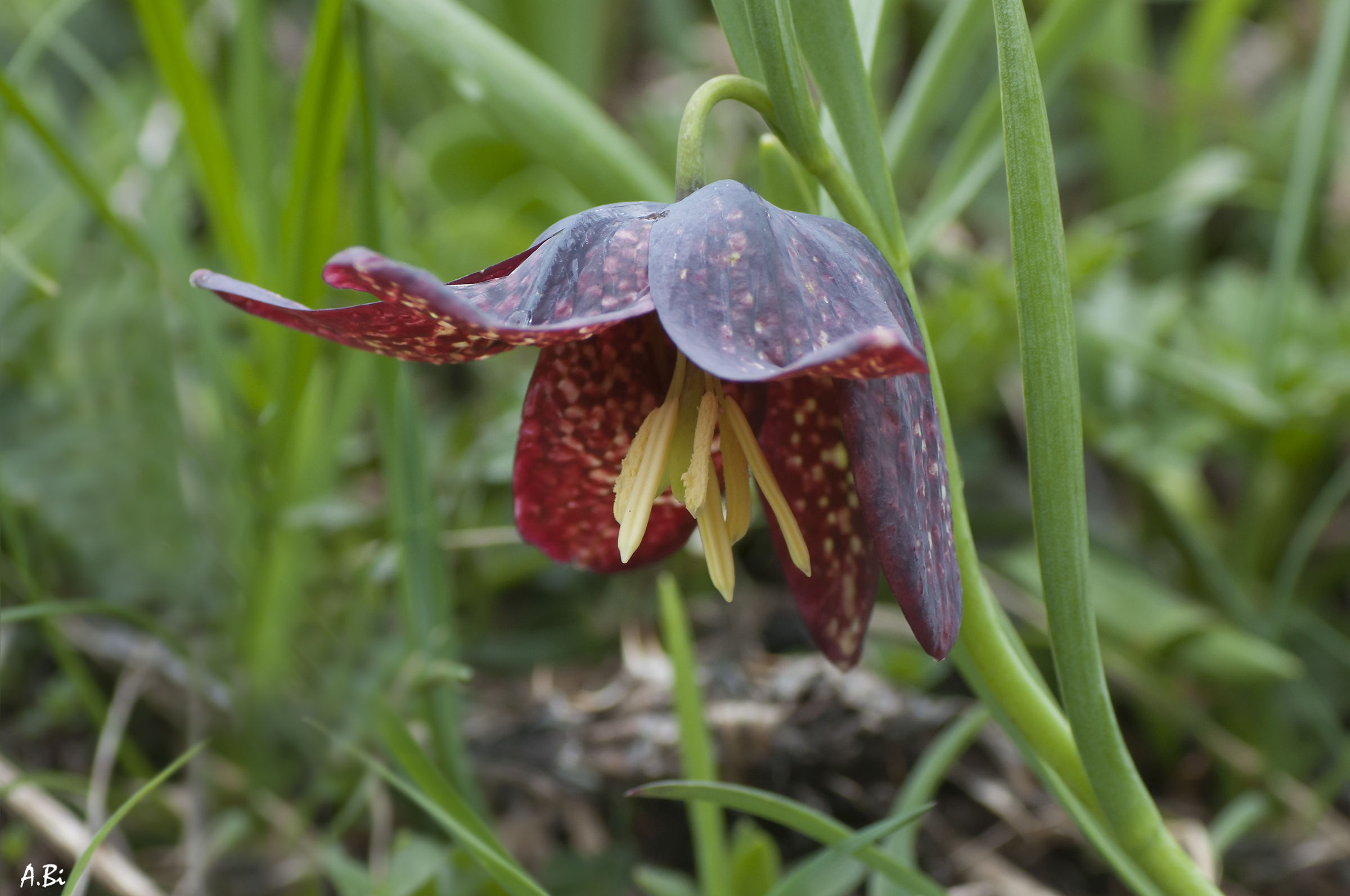 Fritillaria tubaeformis