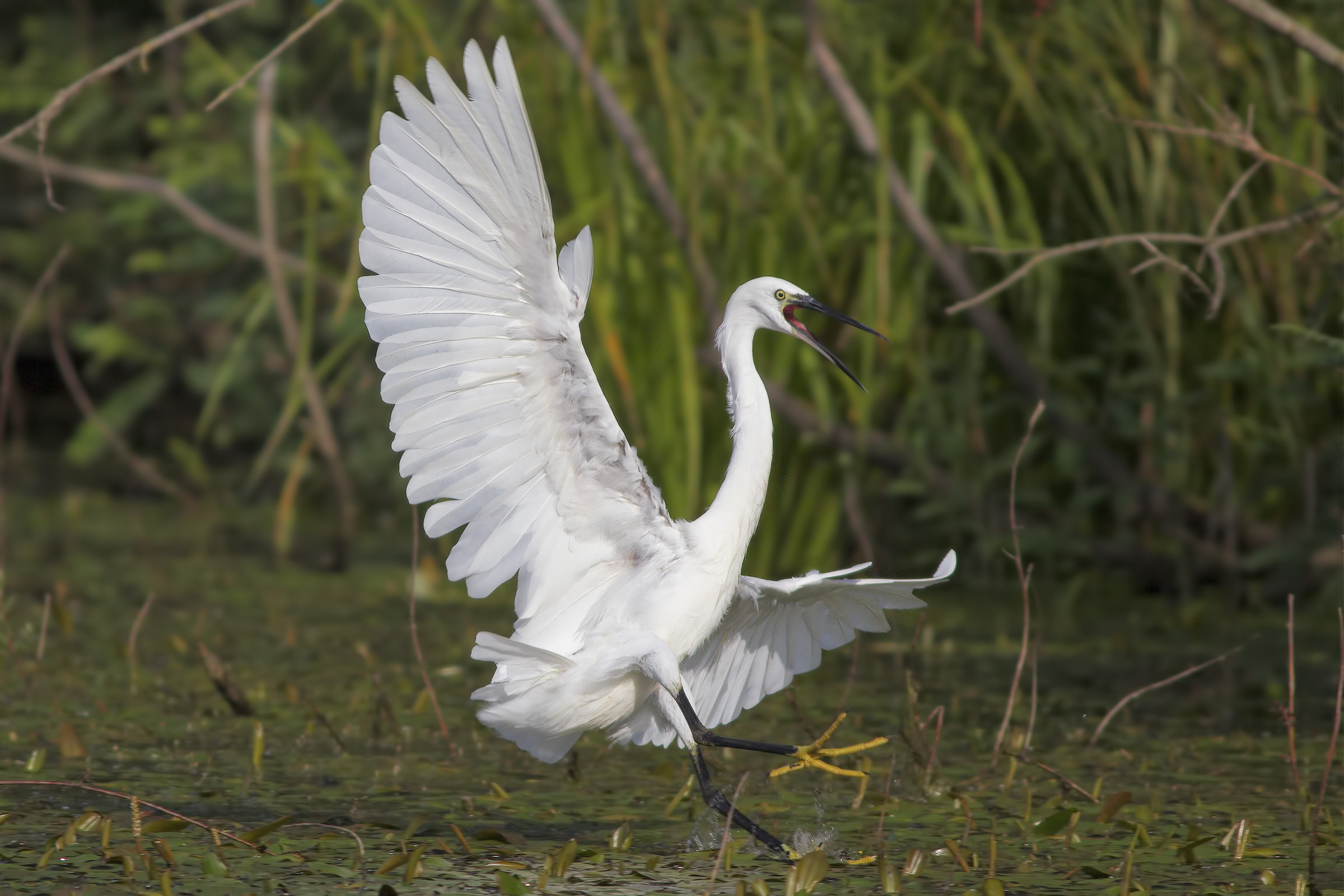 Garzetta all'attacco