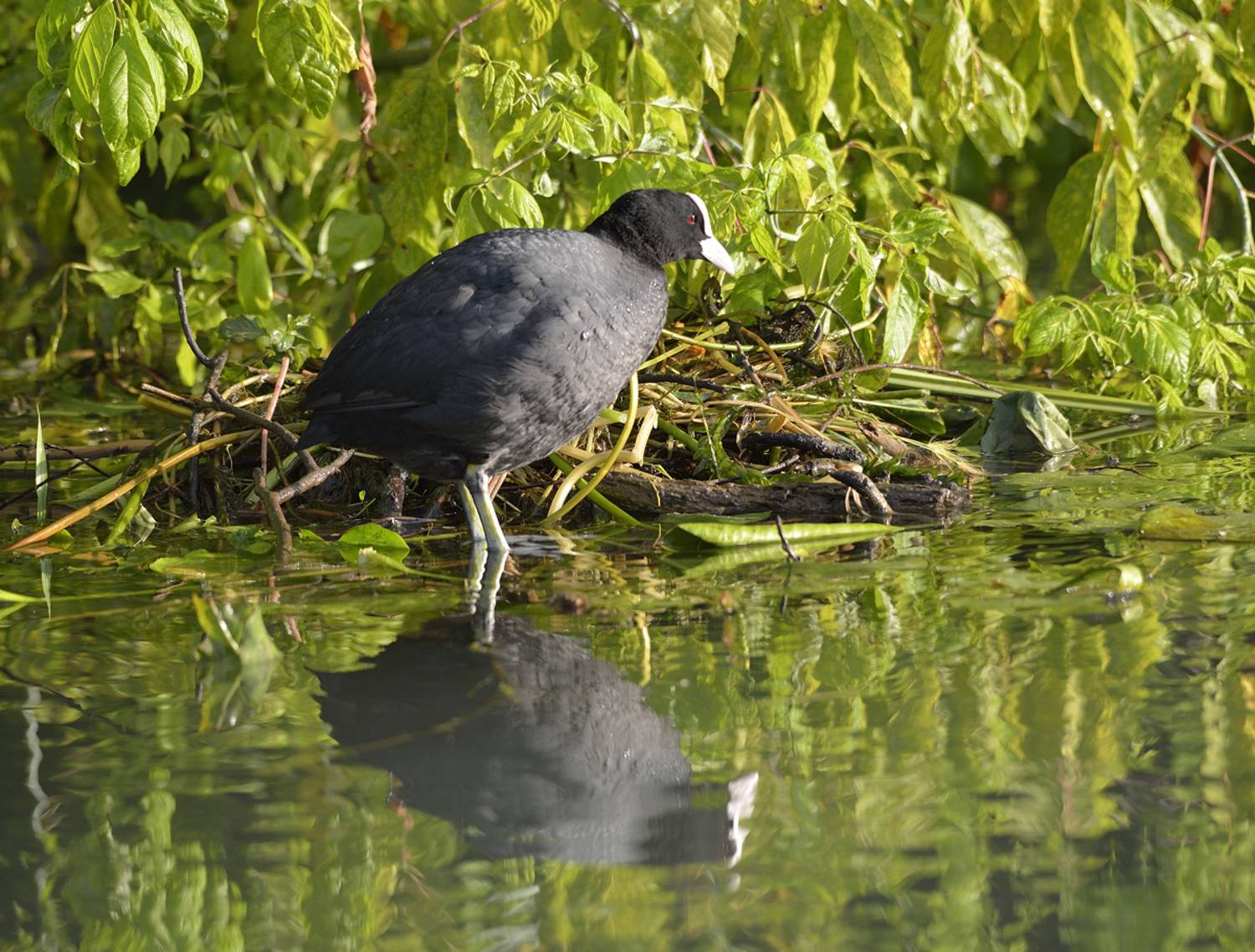 Foleghetta builds the nest