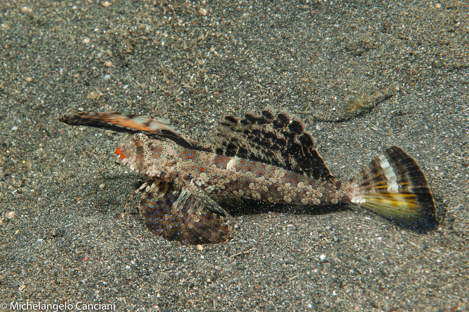 dactylopus dactylopus