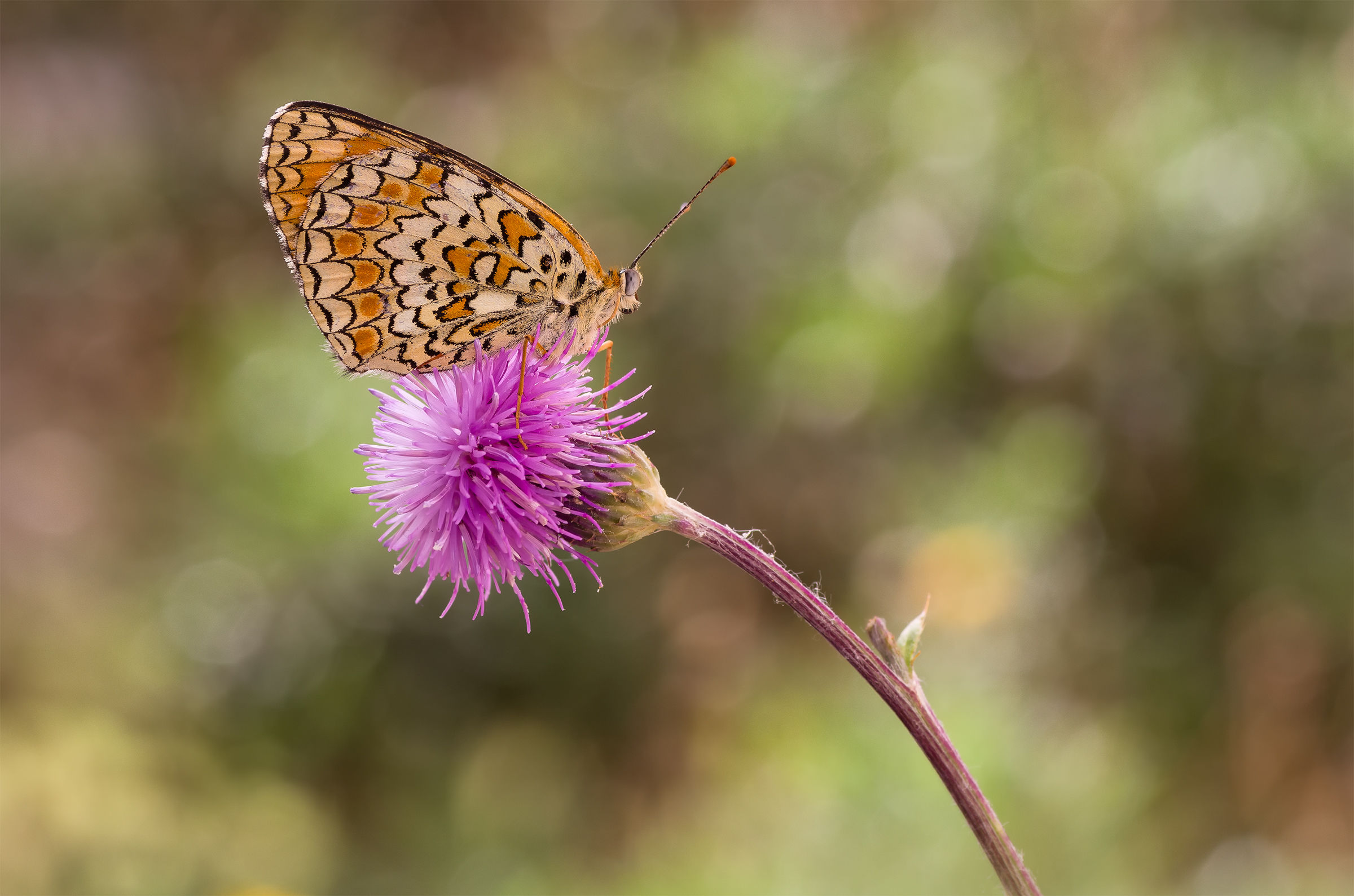 Melitaea deidone