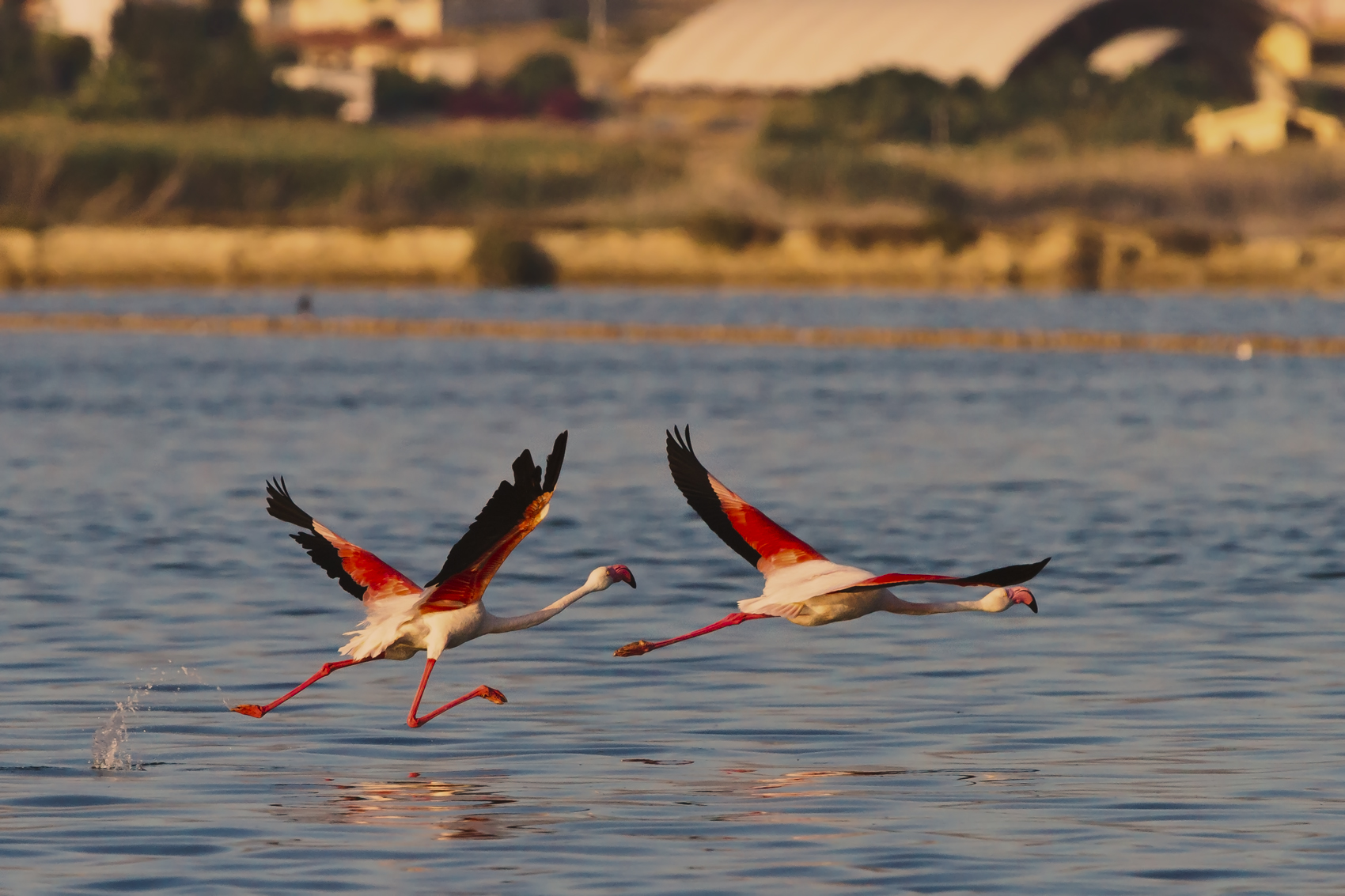 il decollo dei fenicotteri rosa