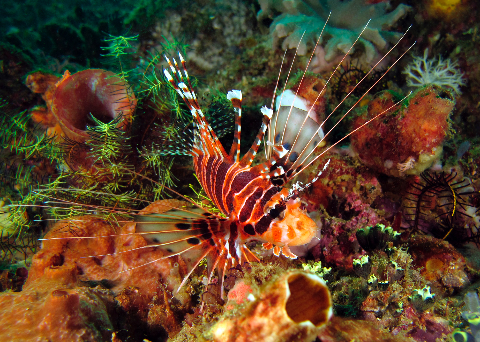 Lionfish