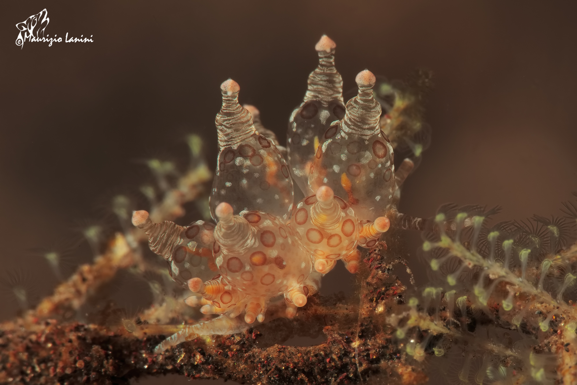 Eubranchus ocellatus (HD)