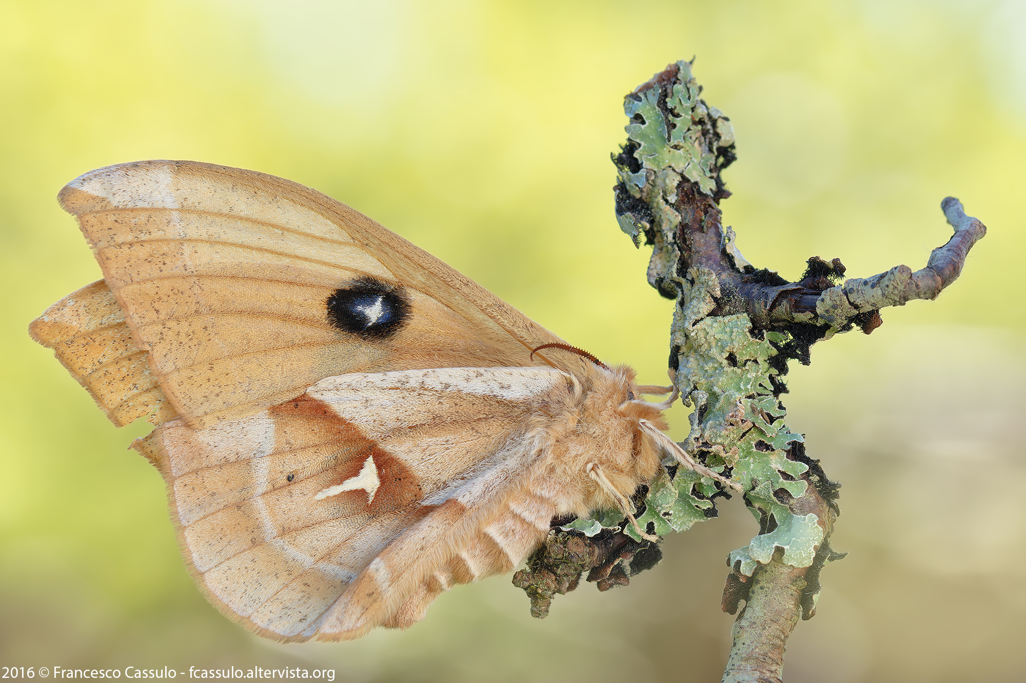 Aglia tau (Linnaeus, 1758)