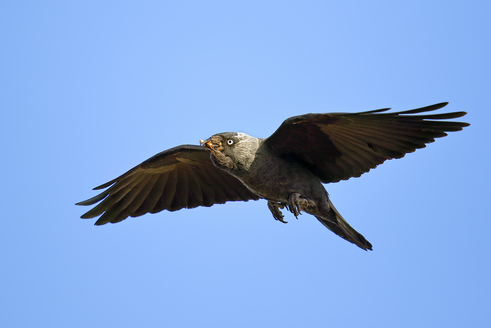 Jackdaw return to the nest