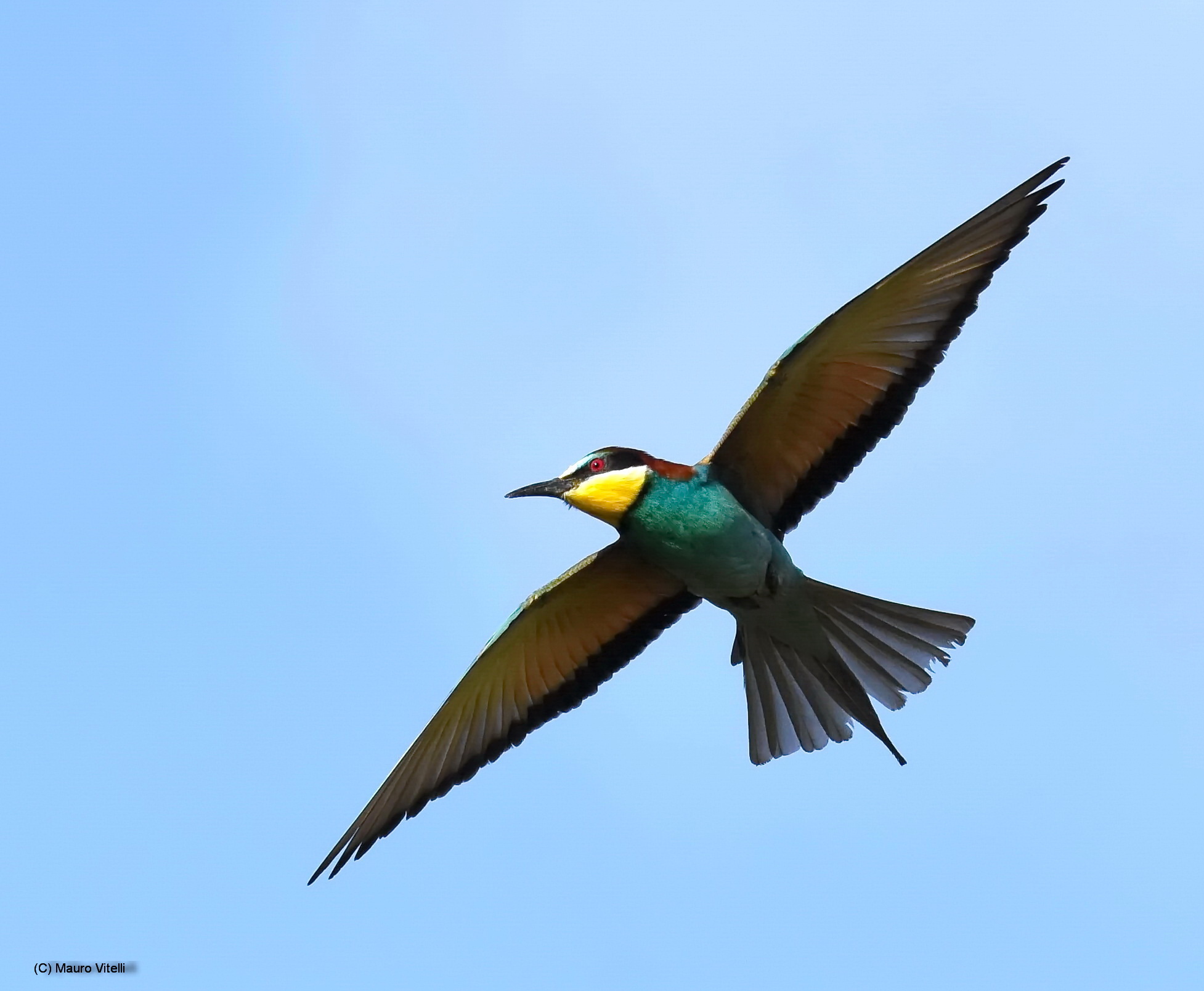 Bee-eater in flight