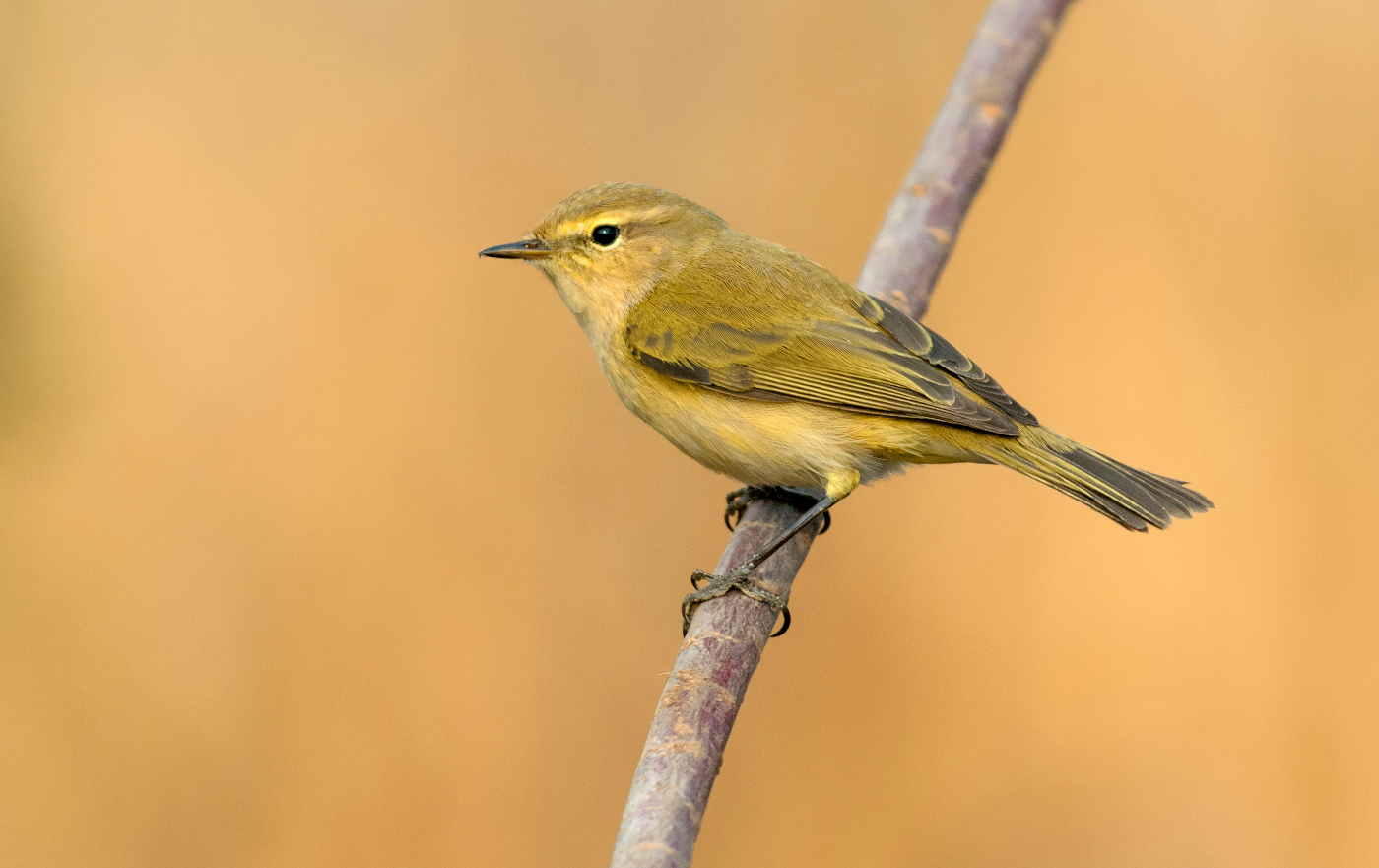common chiffchaff