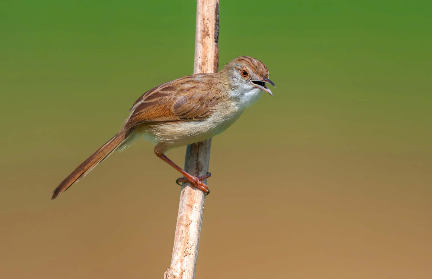 Prinia gracile