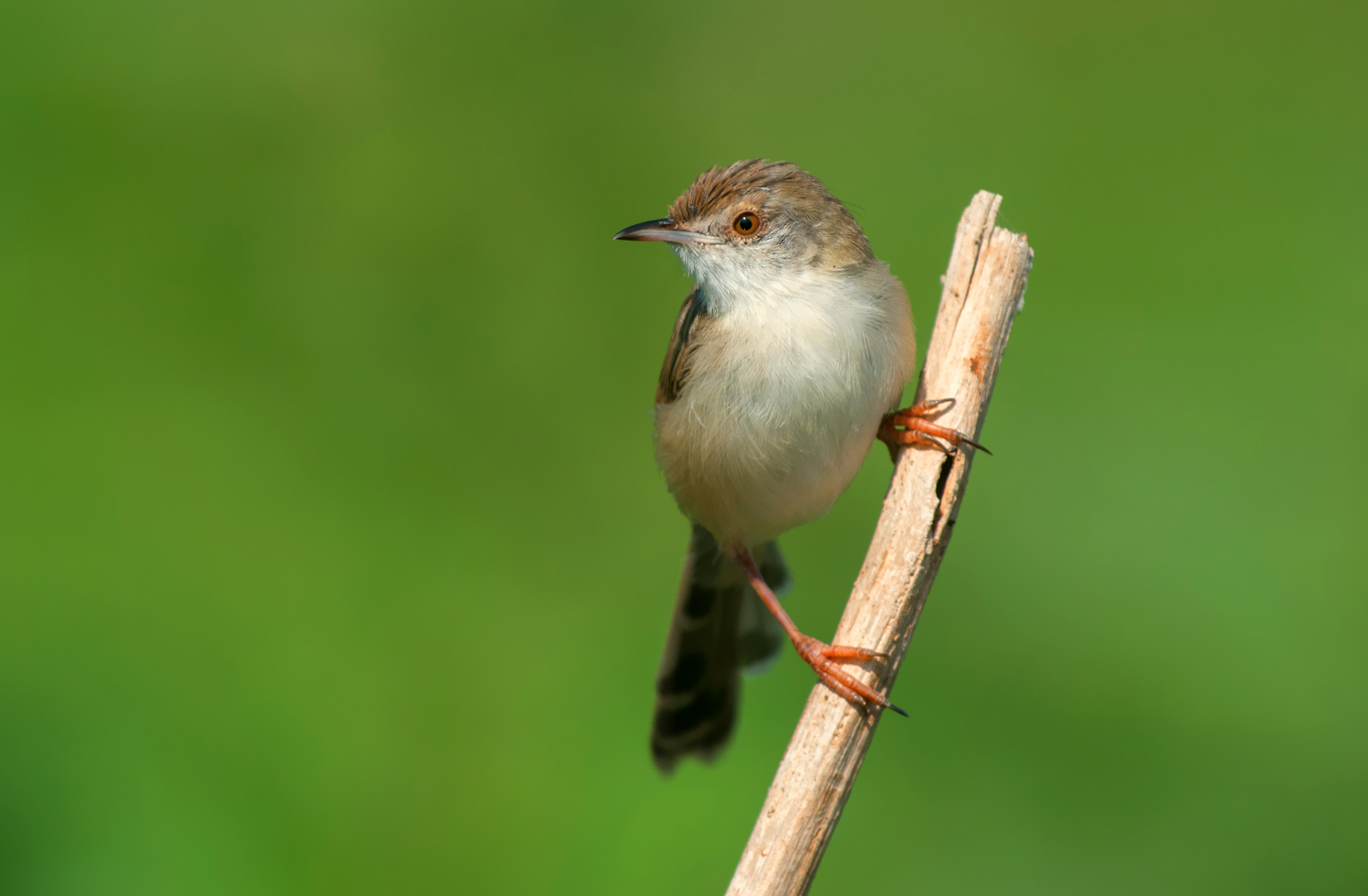 Prinia gracile