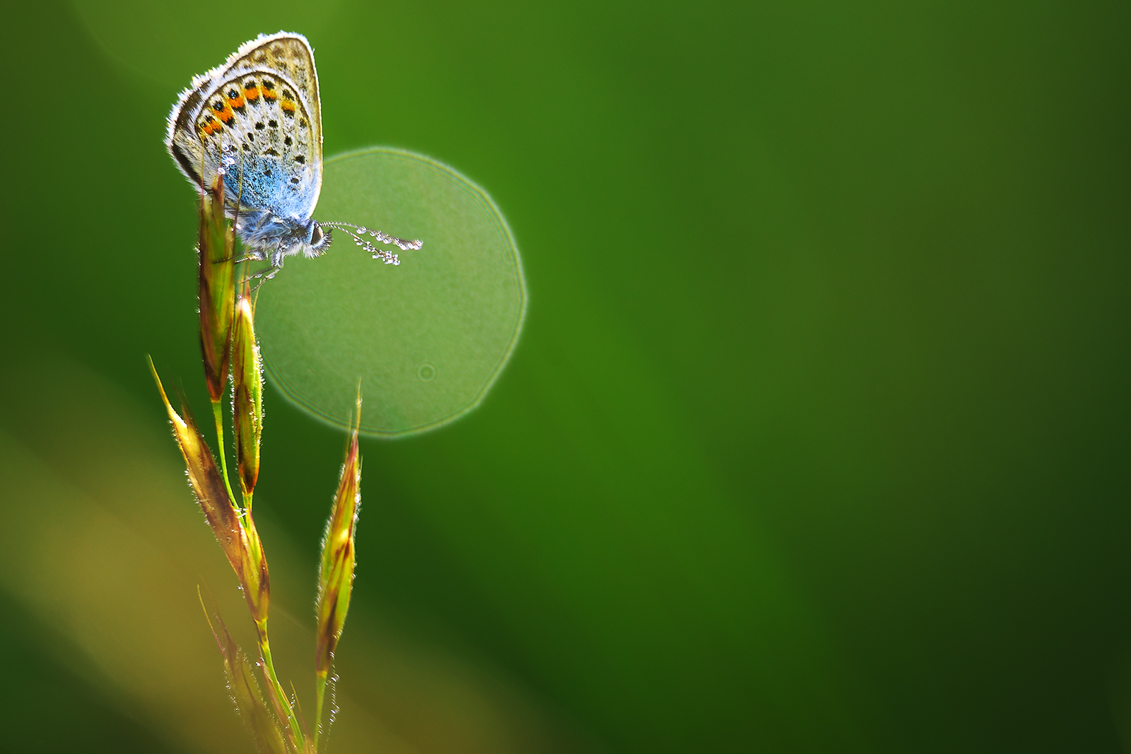 Polyommatus Icarus i