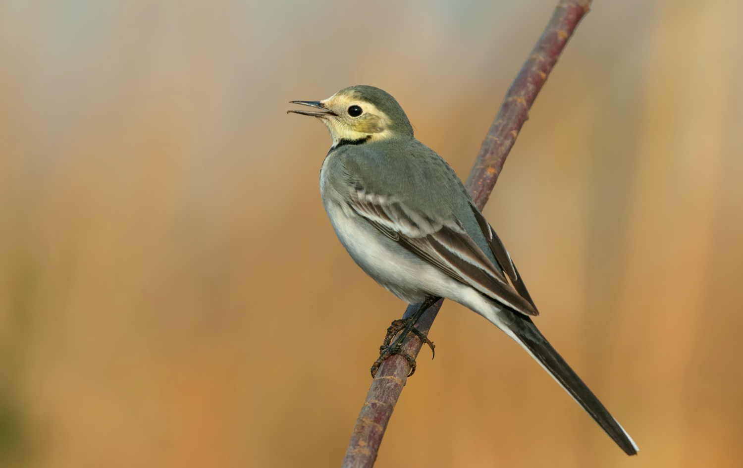 white wagtail
