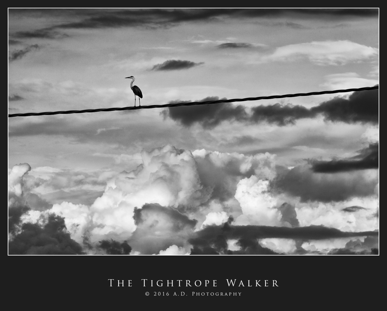 The Tightrope Walker